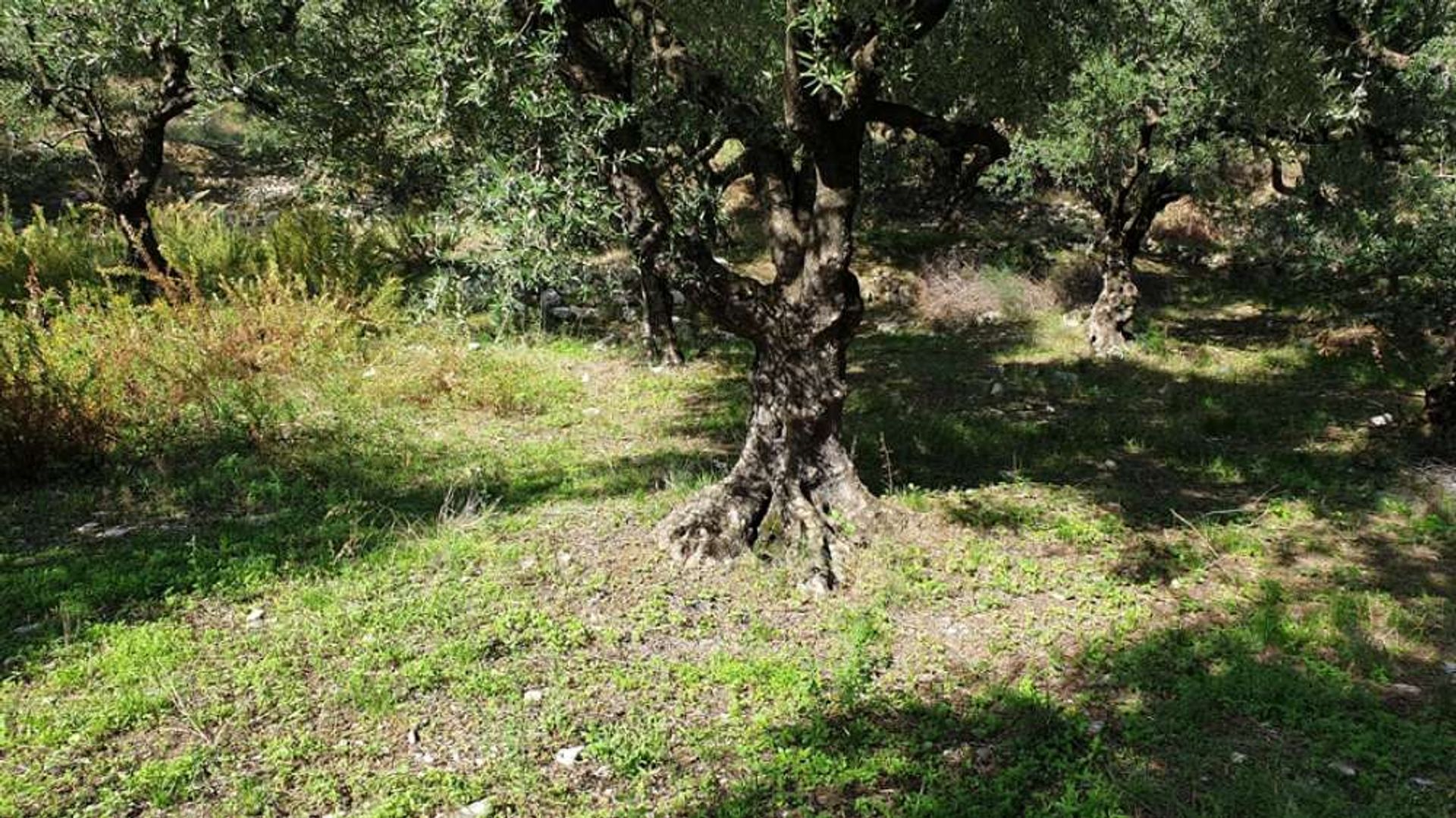 Land in Bochali, Ionië Nisia 10087656