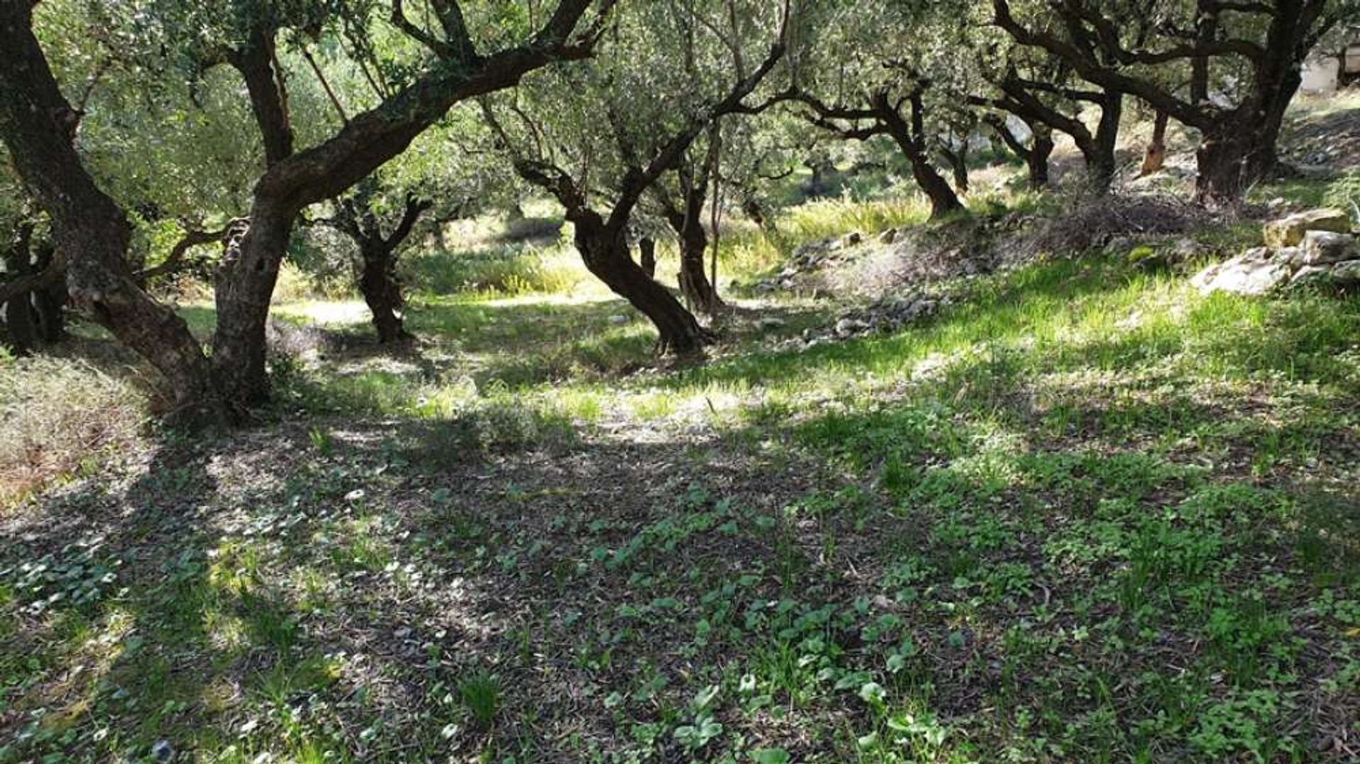 Land i Zakynthos, Zakinthos 10087656