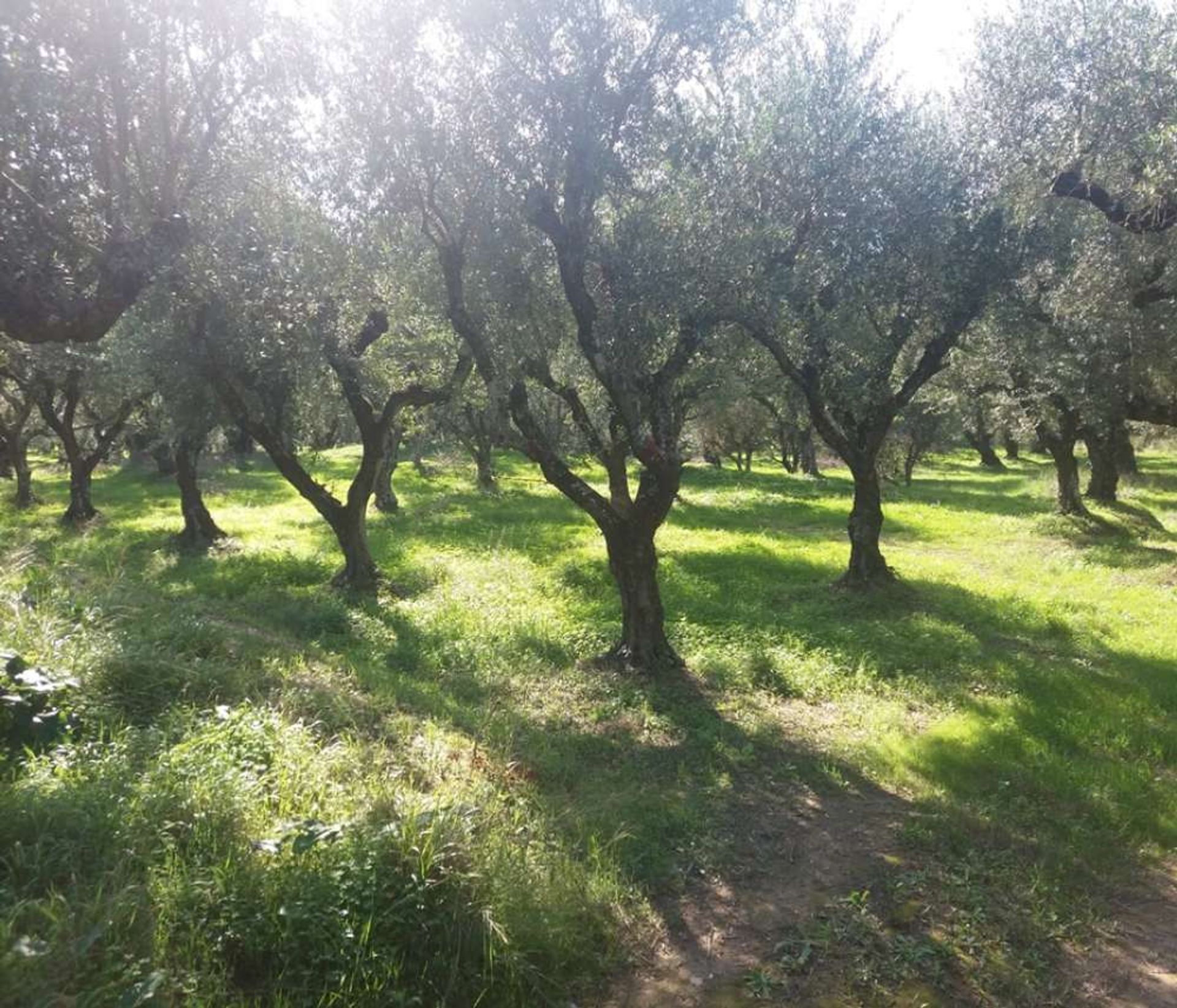 Земля в Zakynthos, Zakinthos 10087660