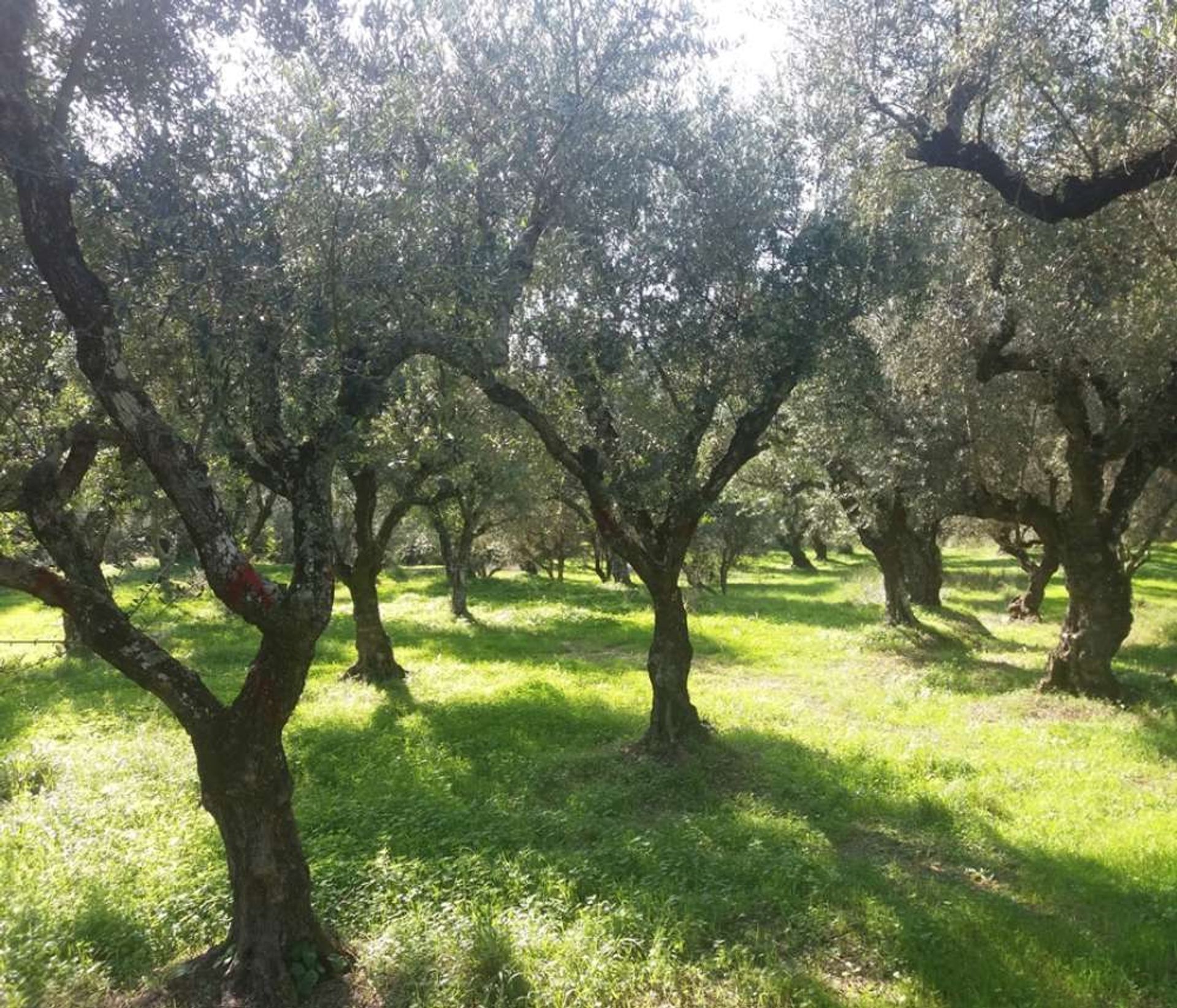 Terre dans Zakynthos, Zakinthos 10087660