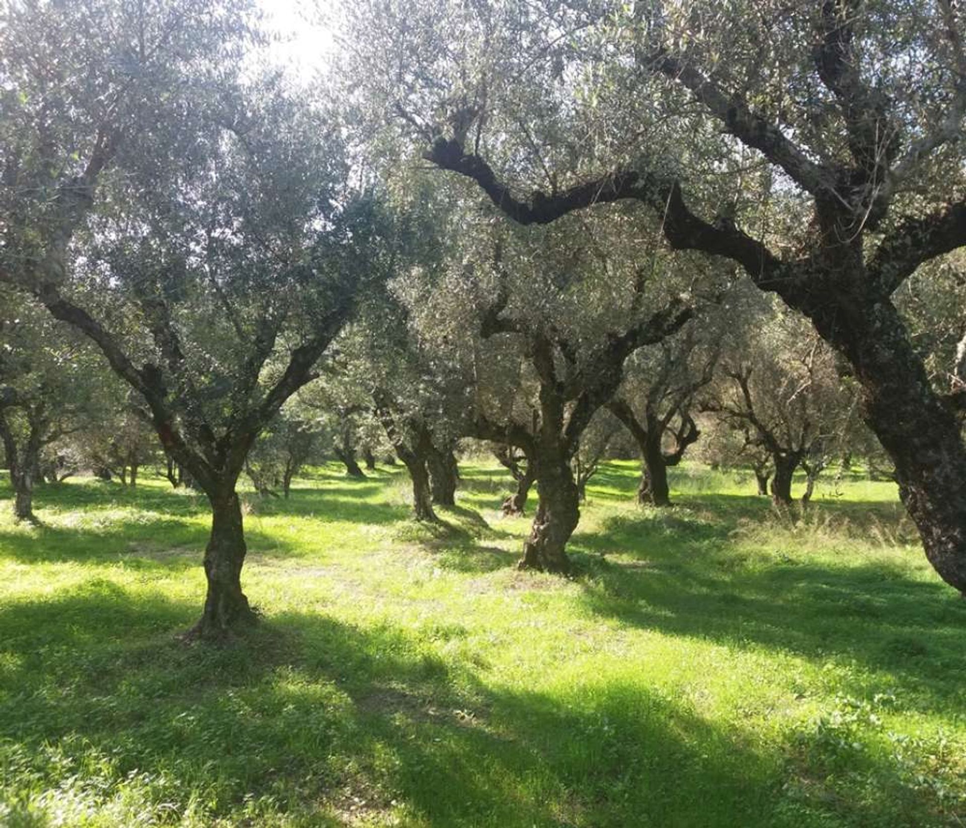 Земля в Zakynthos, Zakinthos 10087660