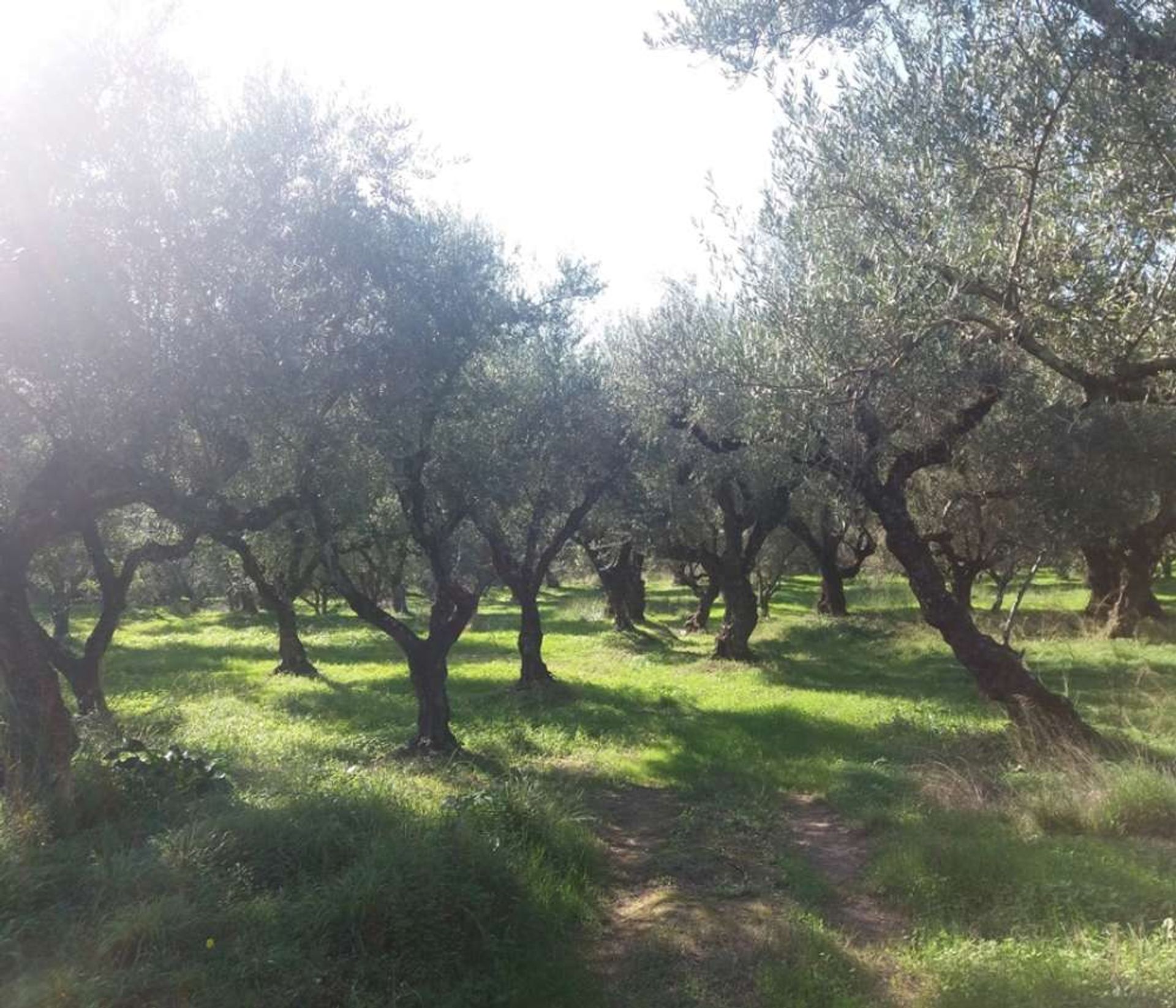 الأرض في Zakynthos, Zakinthos 10087660