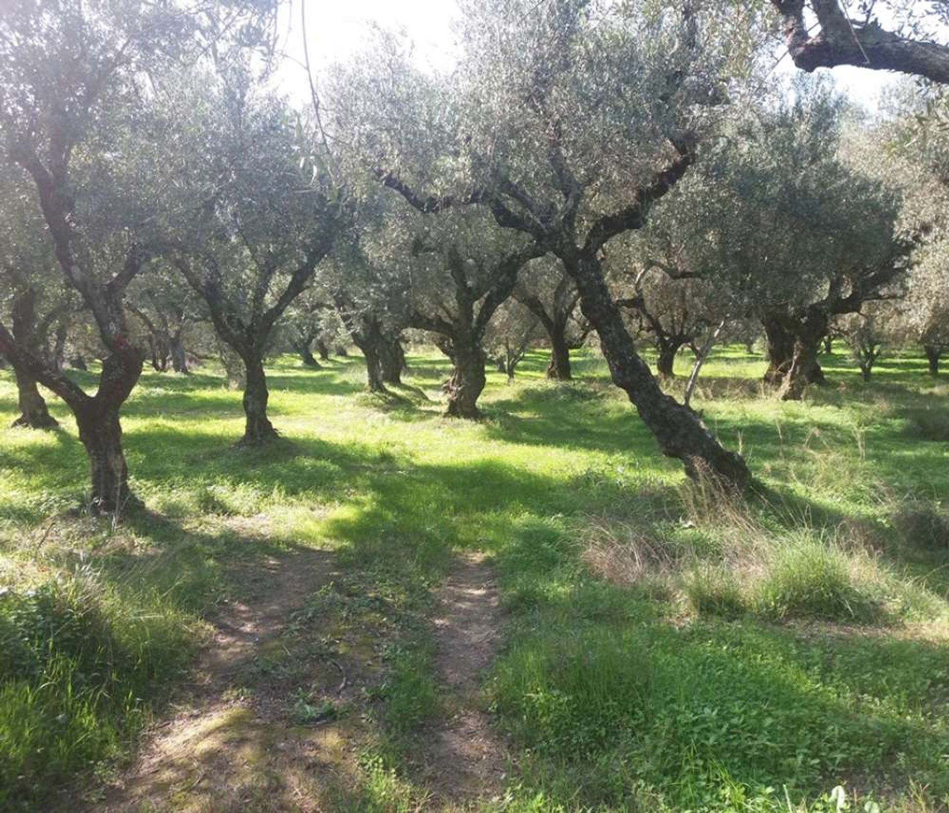 الأرض في Zakynthos, Zakinthos 10087660