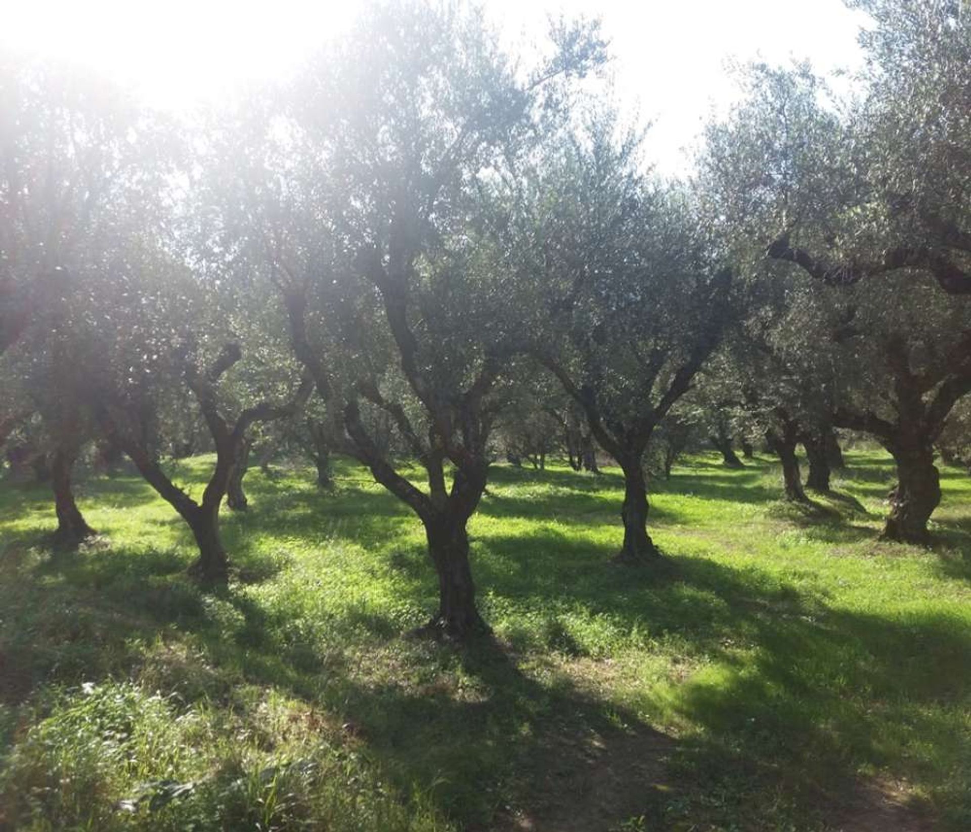 Land in Zakynthos, Zakinthos 10087660