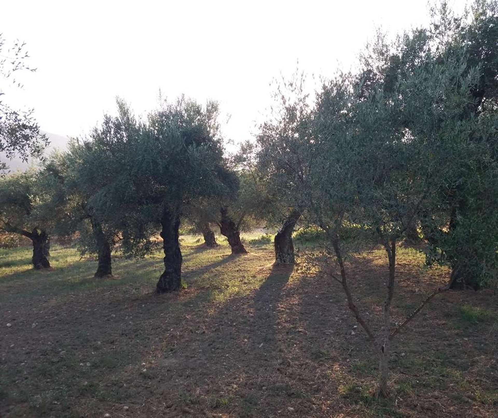 Land in Zakynthos, Zakinthos 10087664