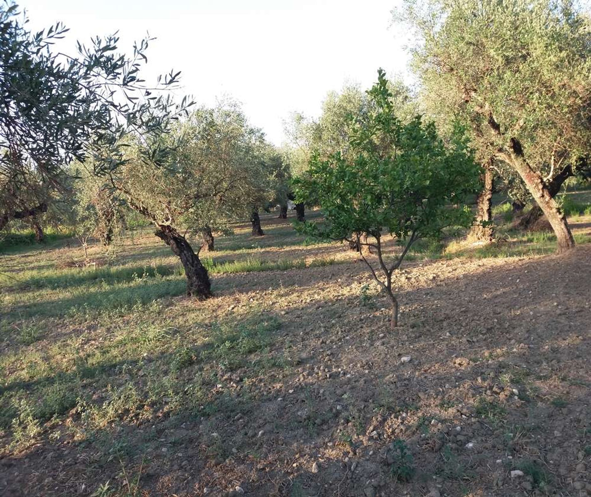 Land i Zakynthos, Zakinthos 10087664