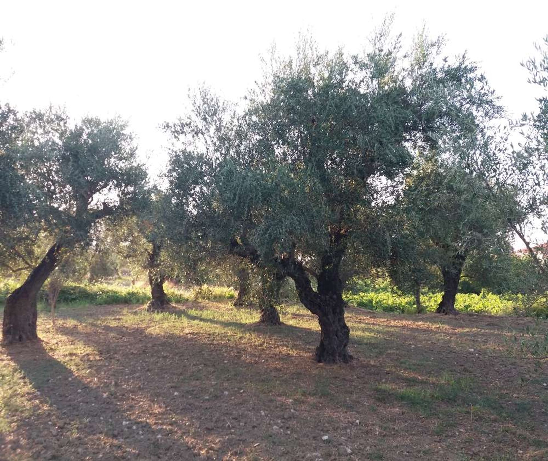 Land i Zakynthos, Zakinthos 10087664