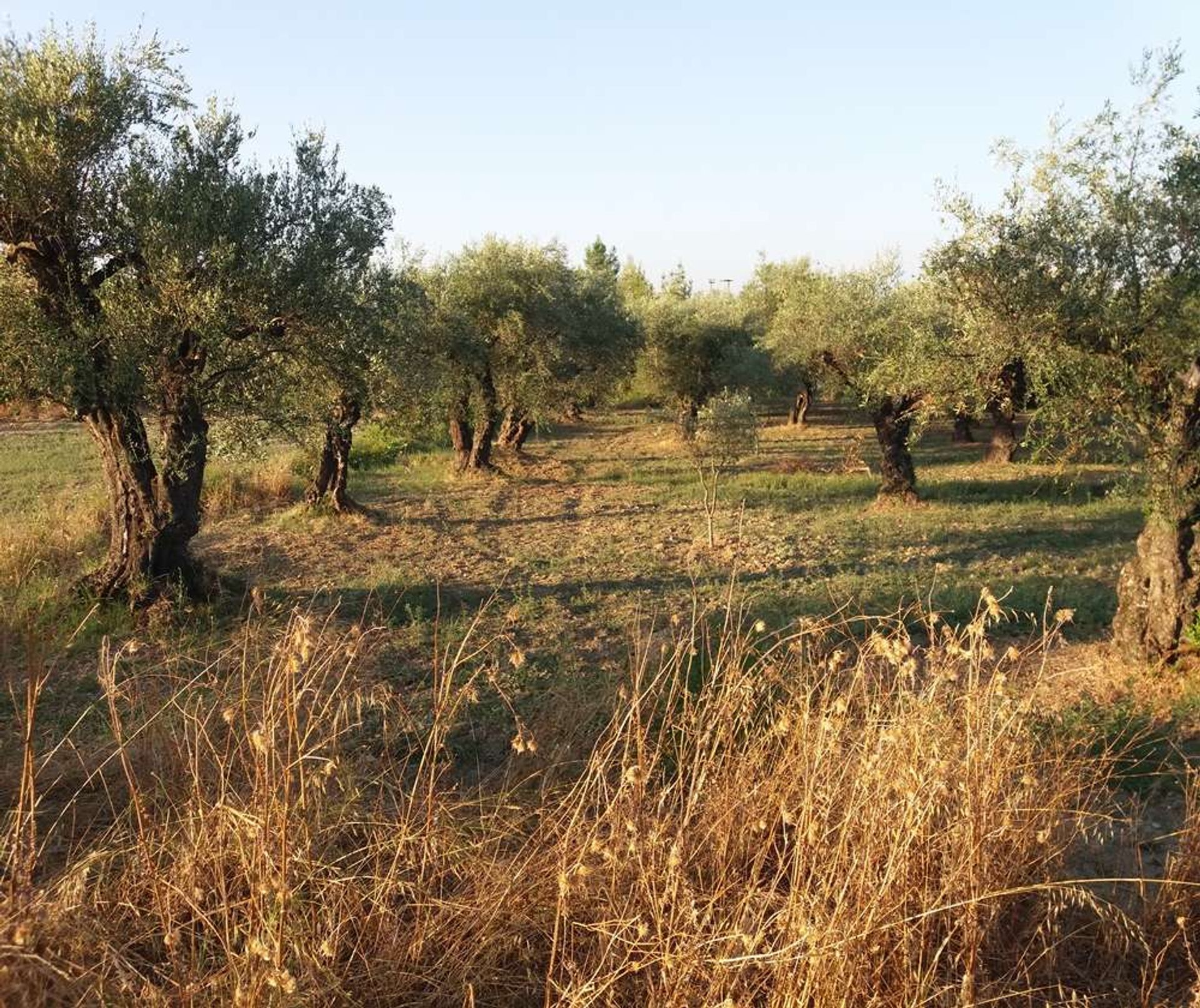 Γη σε Μπόχαλη, Ιωνία Νησιά 10087664