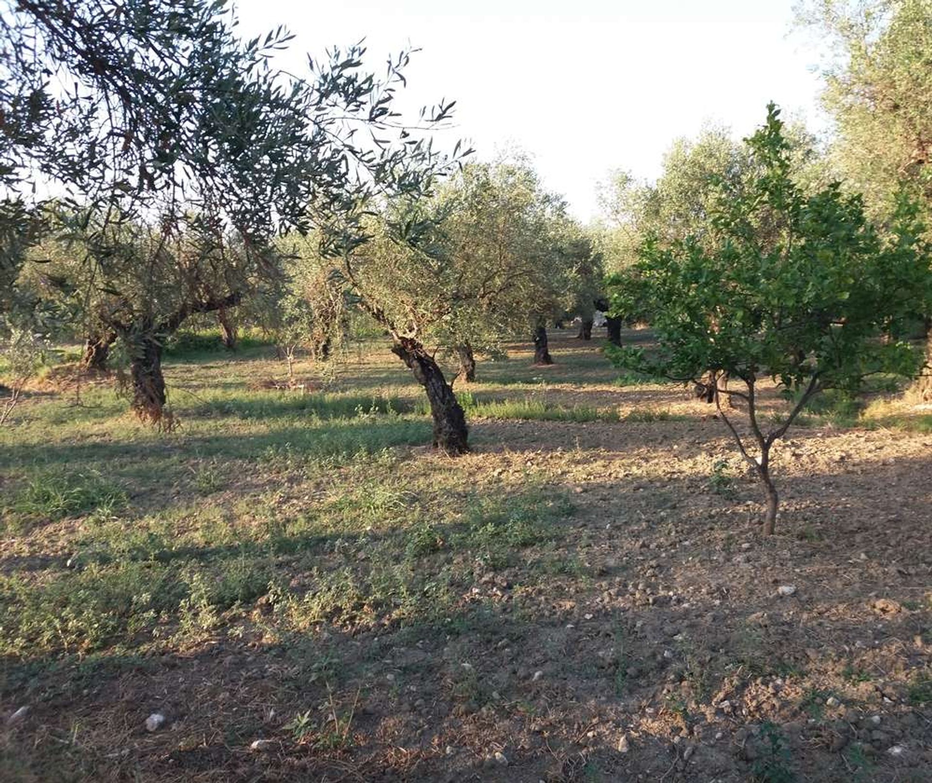 Land i Zakynthos, Zakinthos 10087664