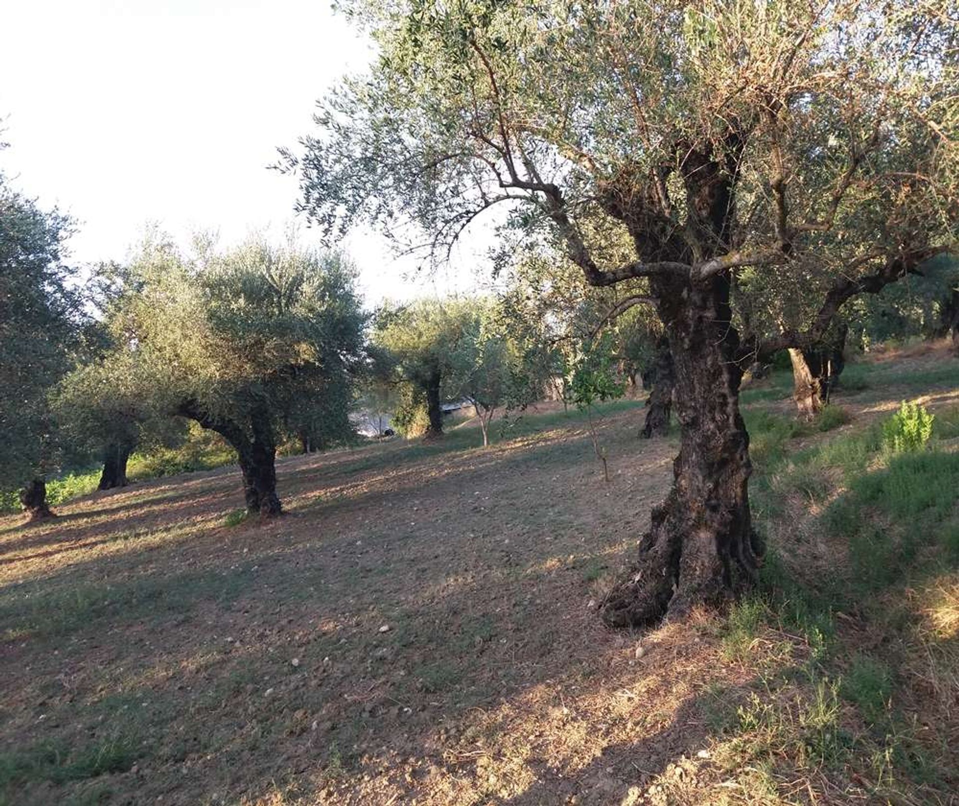 Land i Zakynthos, Zakinthos 10087664