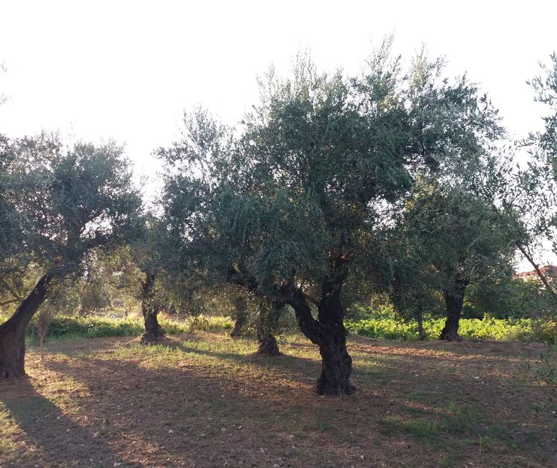 Land in Zakynthos, Zakinthos 10087664