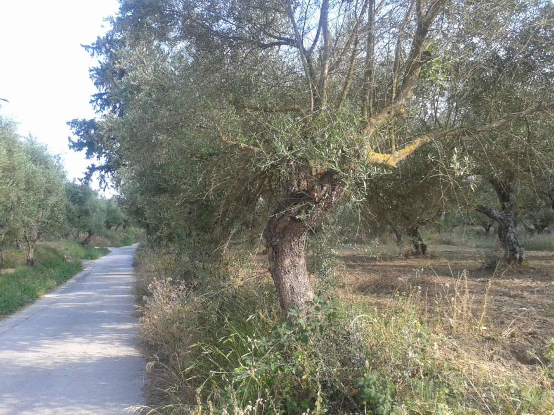 ארץ ב Zakynthos, Zakinthos 10087667