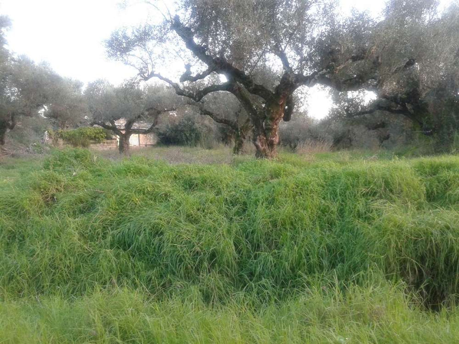 ארץ ב Zakynthos, Zakinthos 10087669