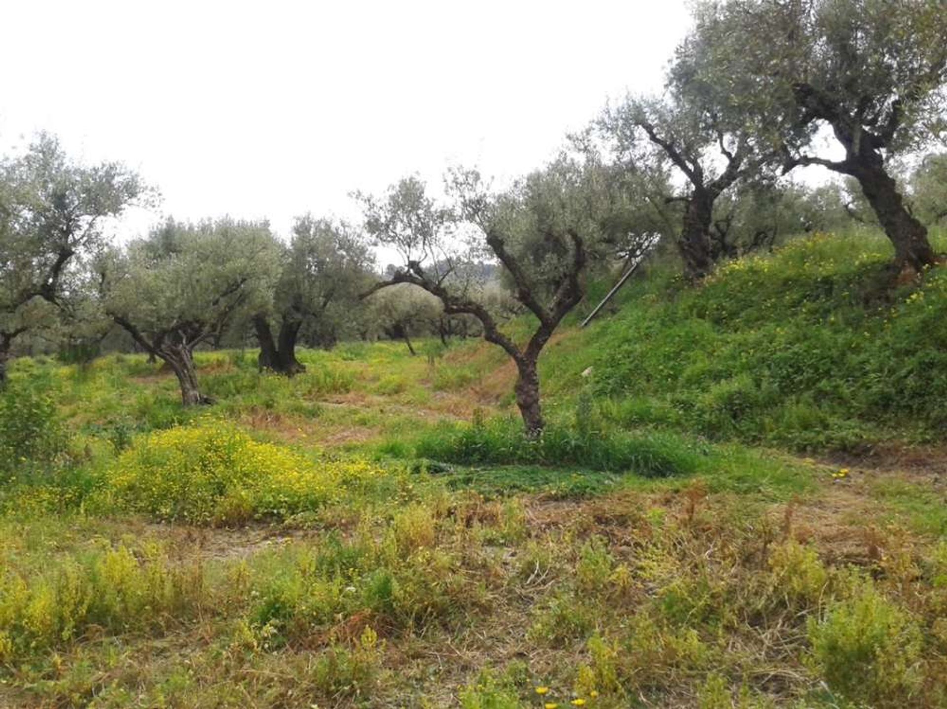 Sbarcare nel Pantokratoras, Ionia Nisia 10087672