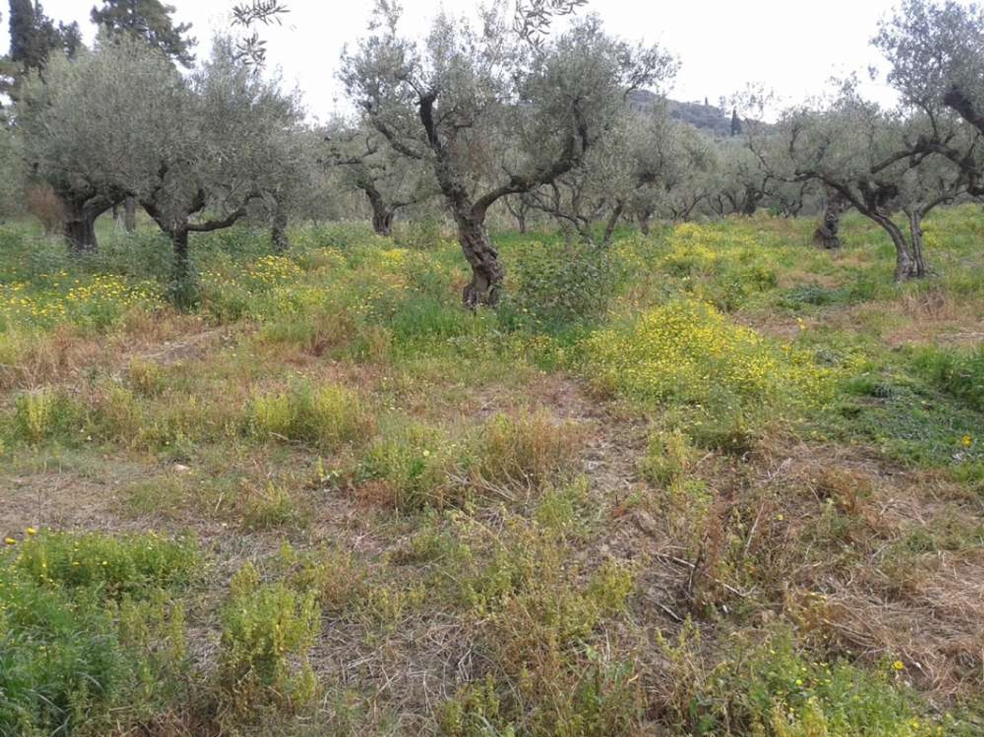 Sbarcare nel Pantokratoras, Ionia Nisia 10087672