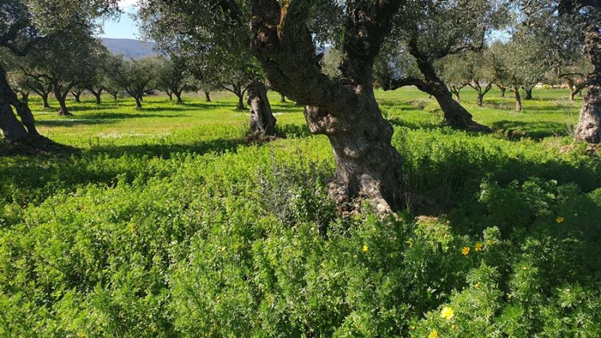 Tierra en bochalí, Jonia Nisia 10087674