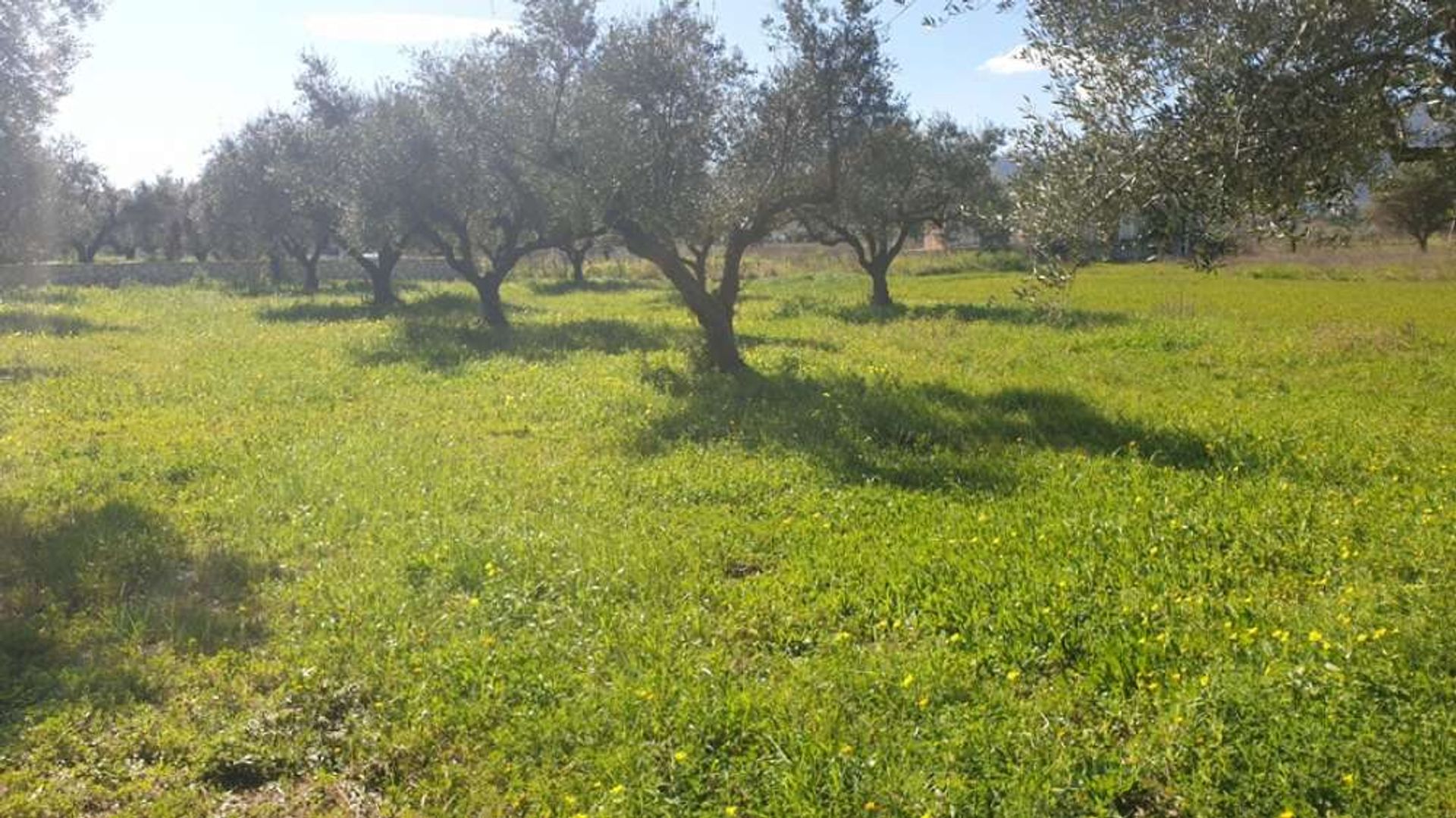 Tierra en bochalí, Jonia Nisia 10087674