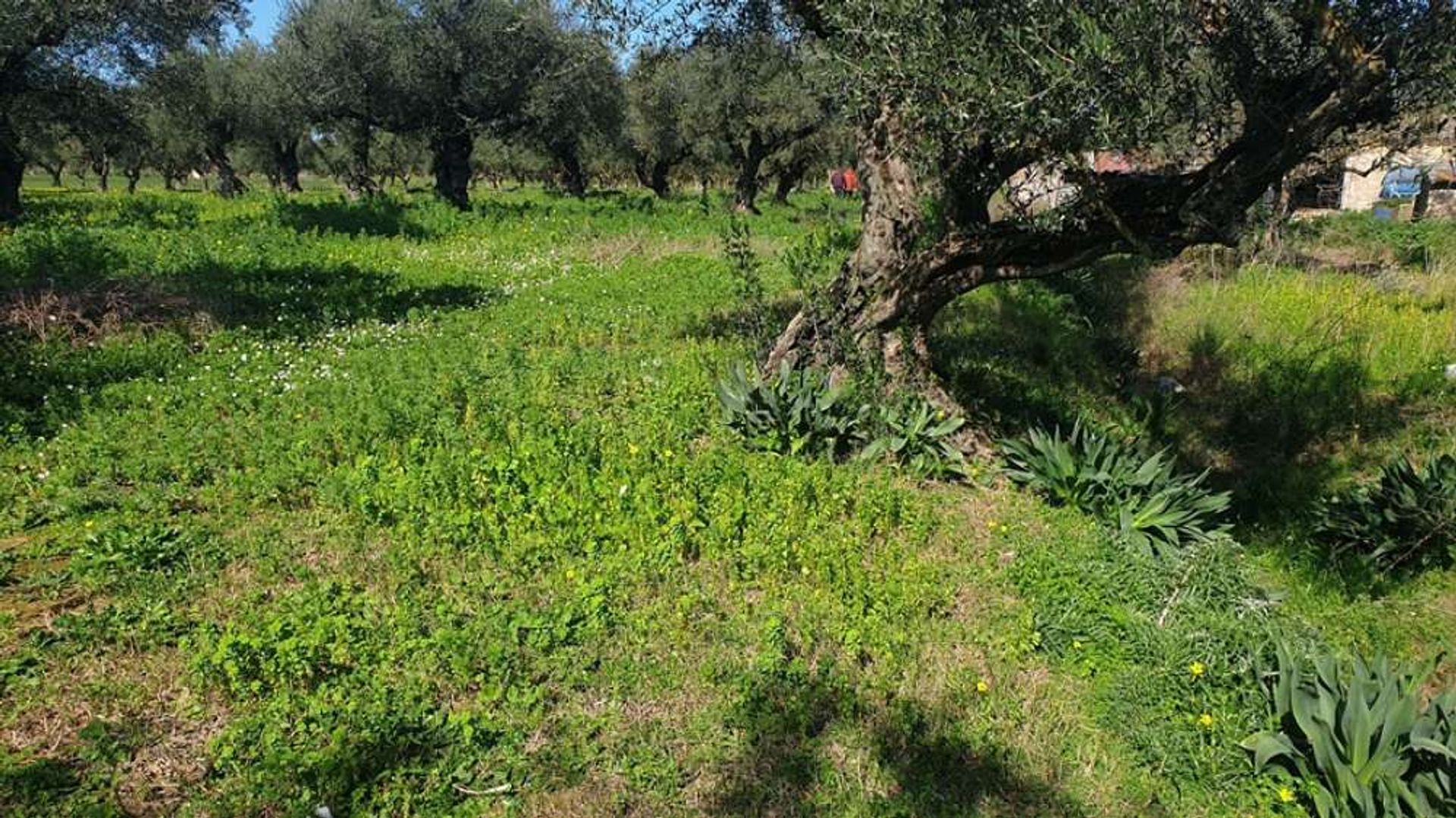 Maa sisään Zakynthos, Zakinthos 10087674