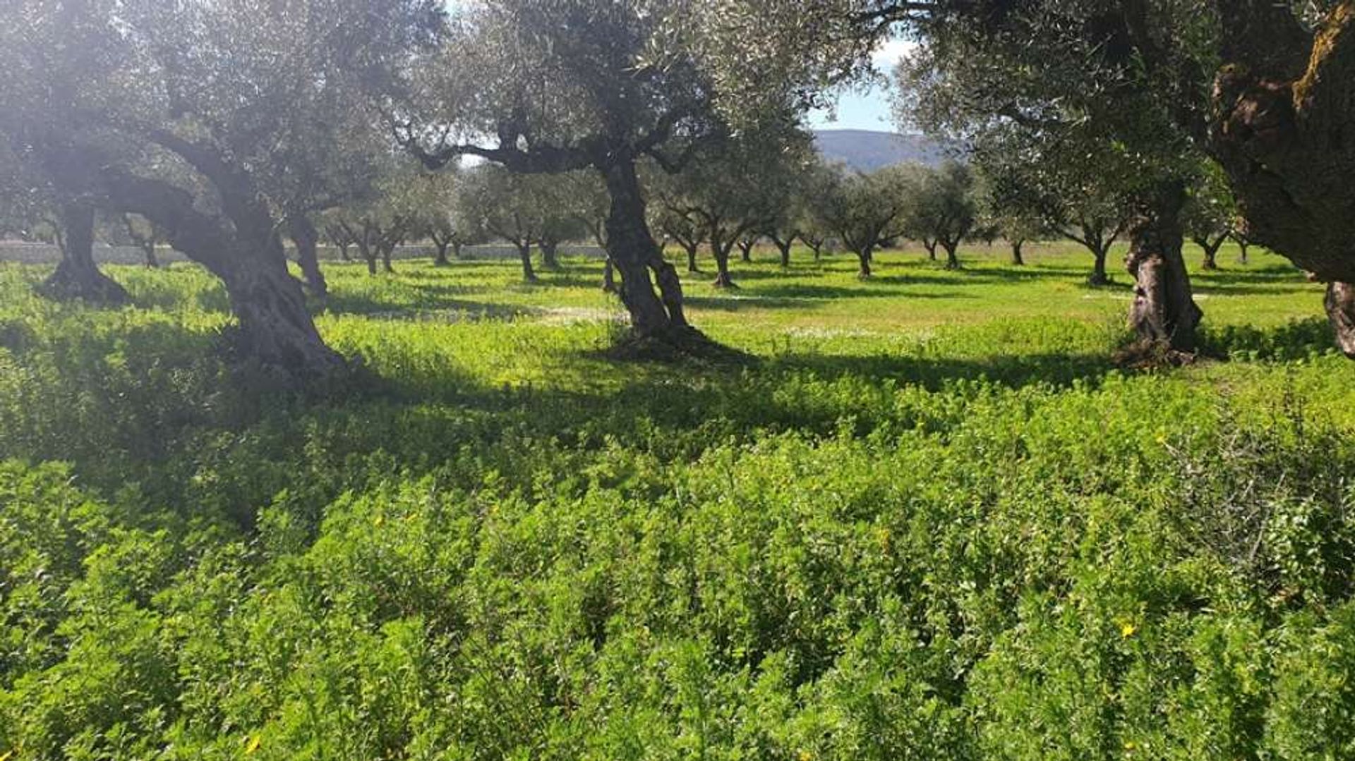 Tierra en bochalí, Jonia Nisia 10087674