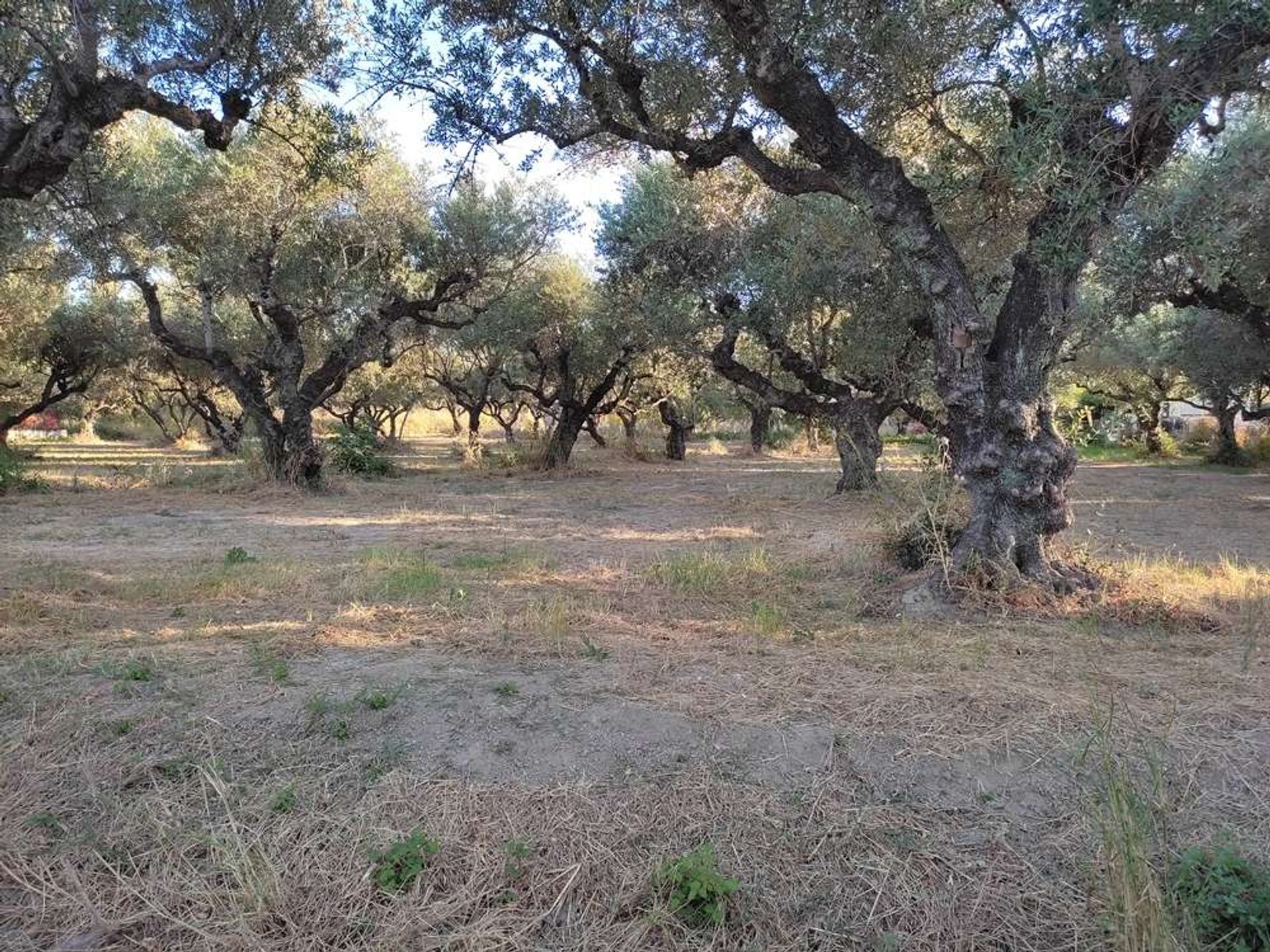 ארץ ב Zakynthos, Zakinthos 10087675