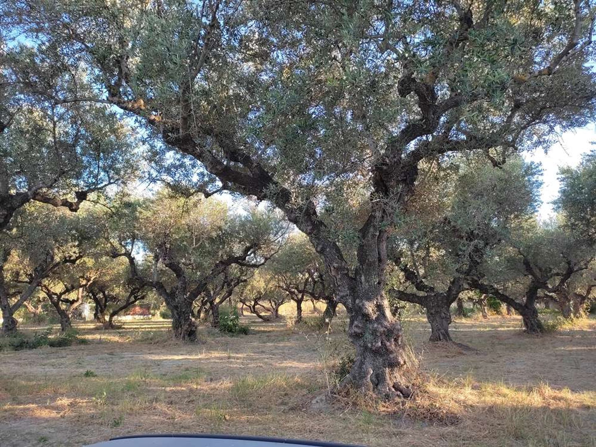 Maa sisään Zakynthos, Zakinthos 10087675