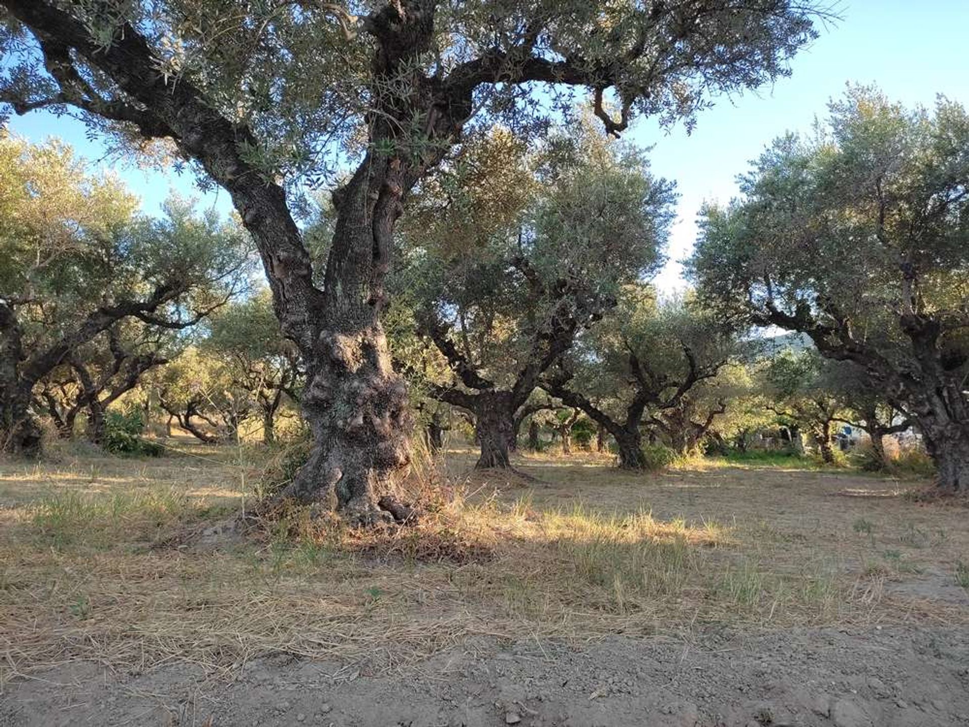 Γη σε Μπόχαλη, Ιωνία Νησιά 10087675