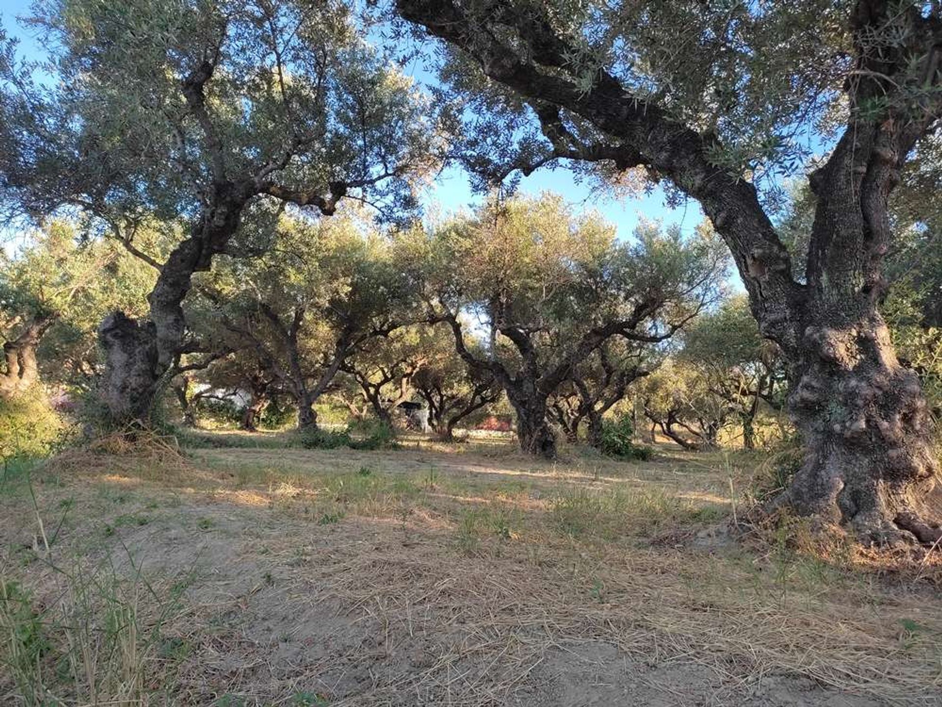 Terre dans Zakynthos, Zakinthos 10087675