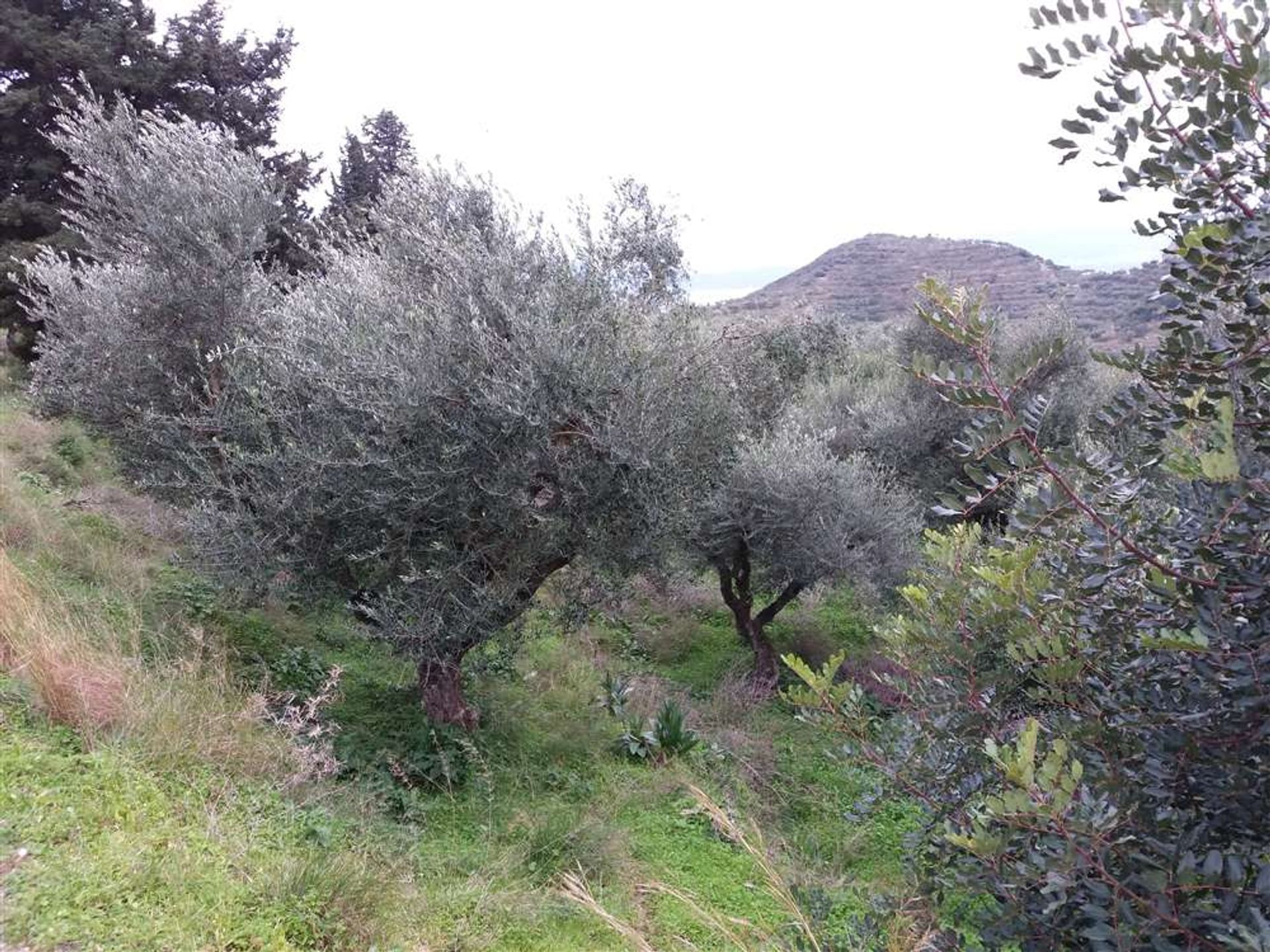 Tierra en Argasi, Jonia Nisia 10087678