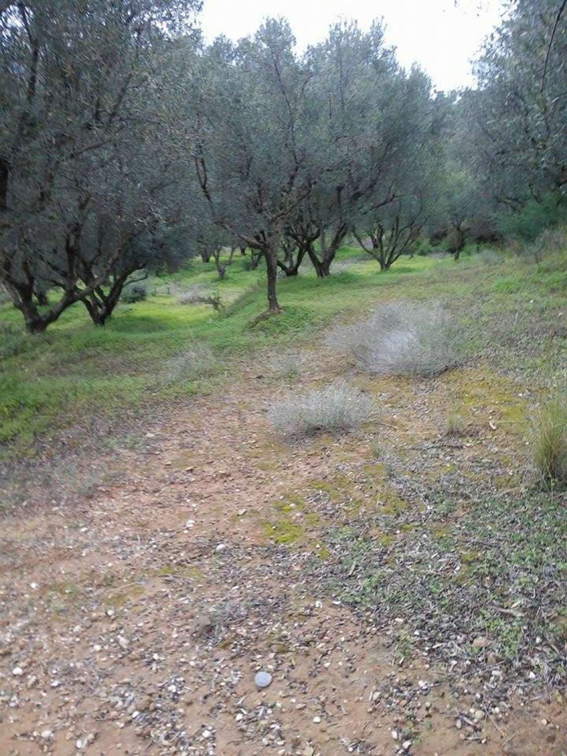 Land i Vasilikos, Zakinthos 10087680