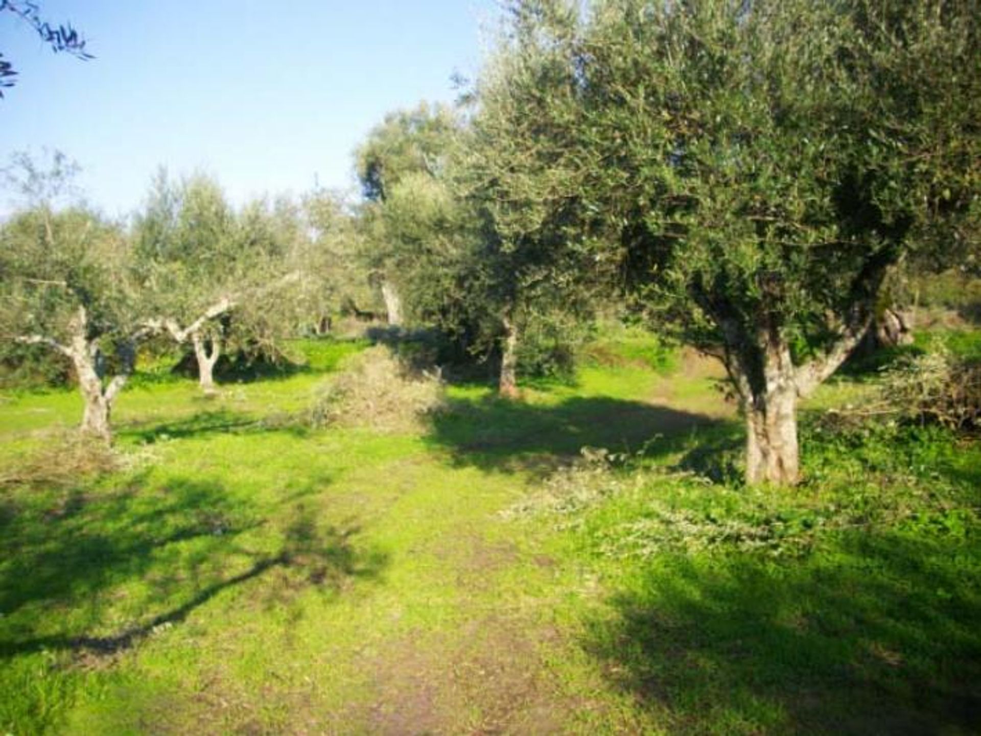 Land i Zakynthos, Zakinthos 10087681