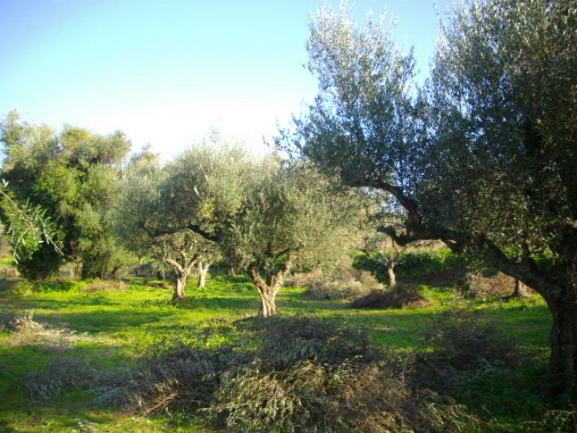 Tanah di Zakynthos, Zakinthos 10087681