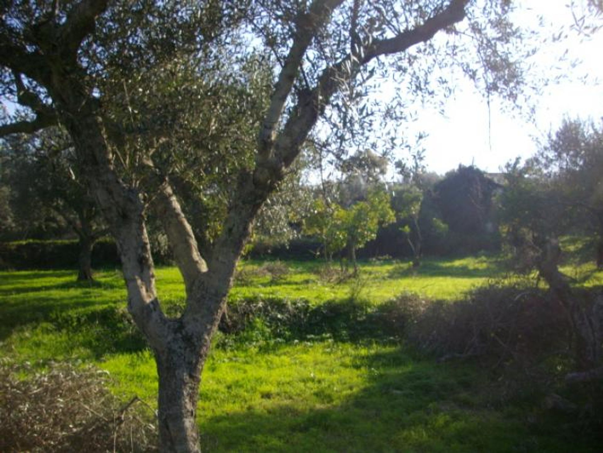 Земля в Zakynthos, Zakinthos 10087681