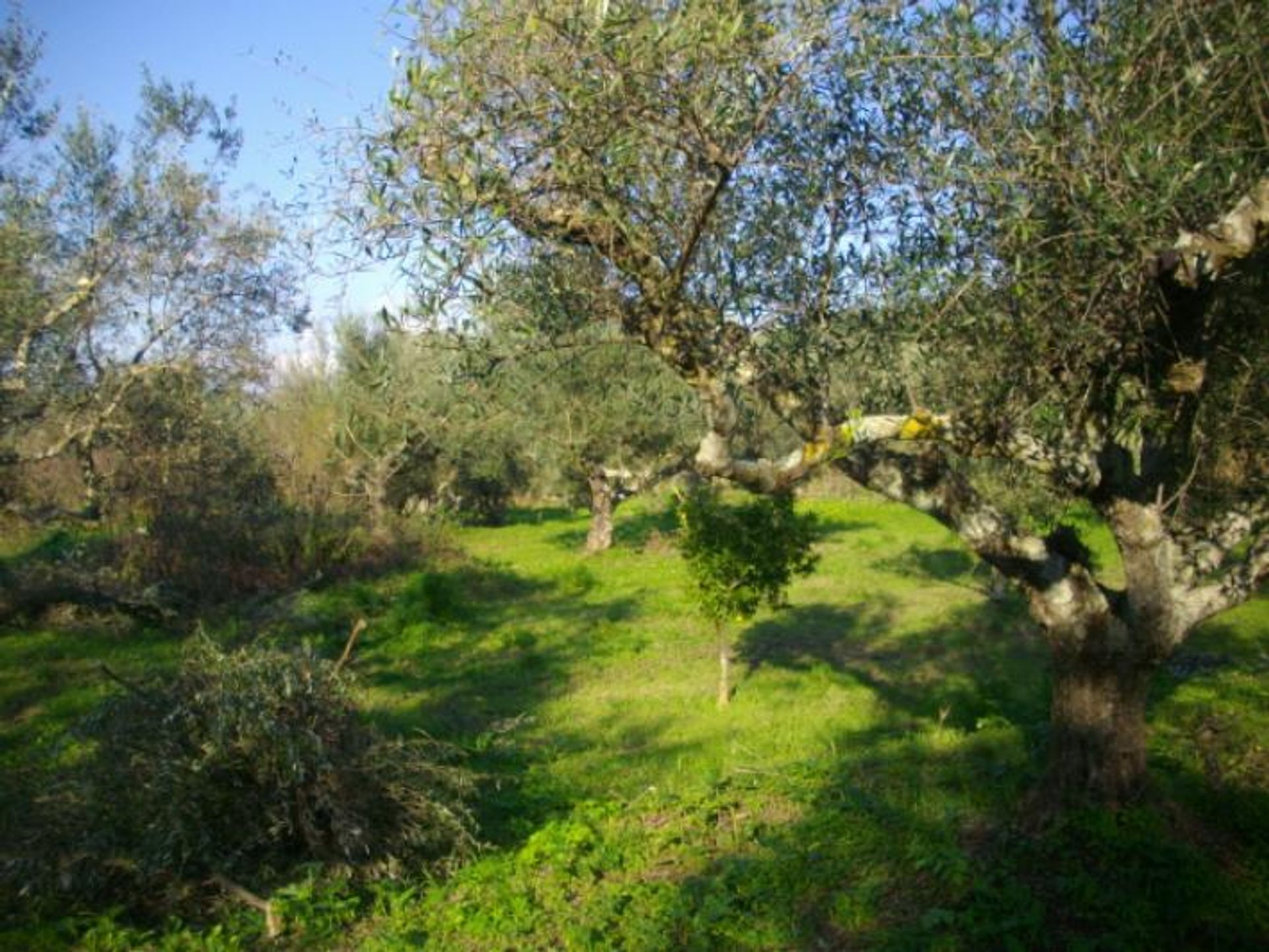 Land in Zakynthos, Zakinthos 10087681