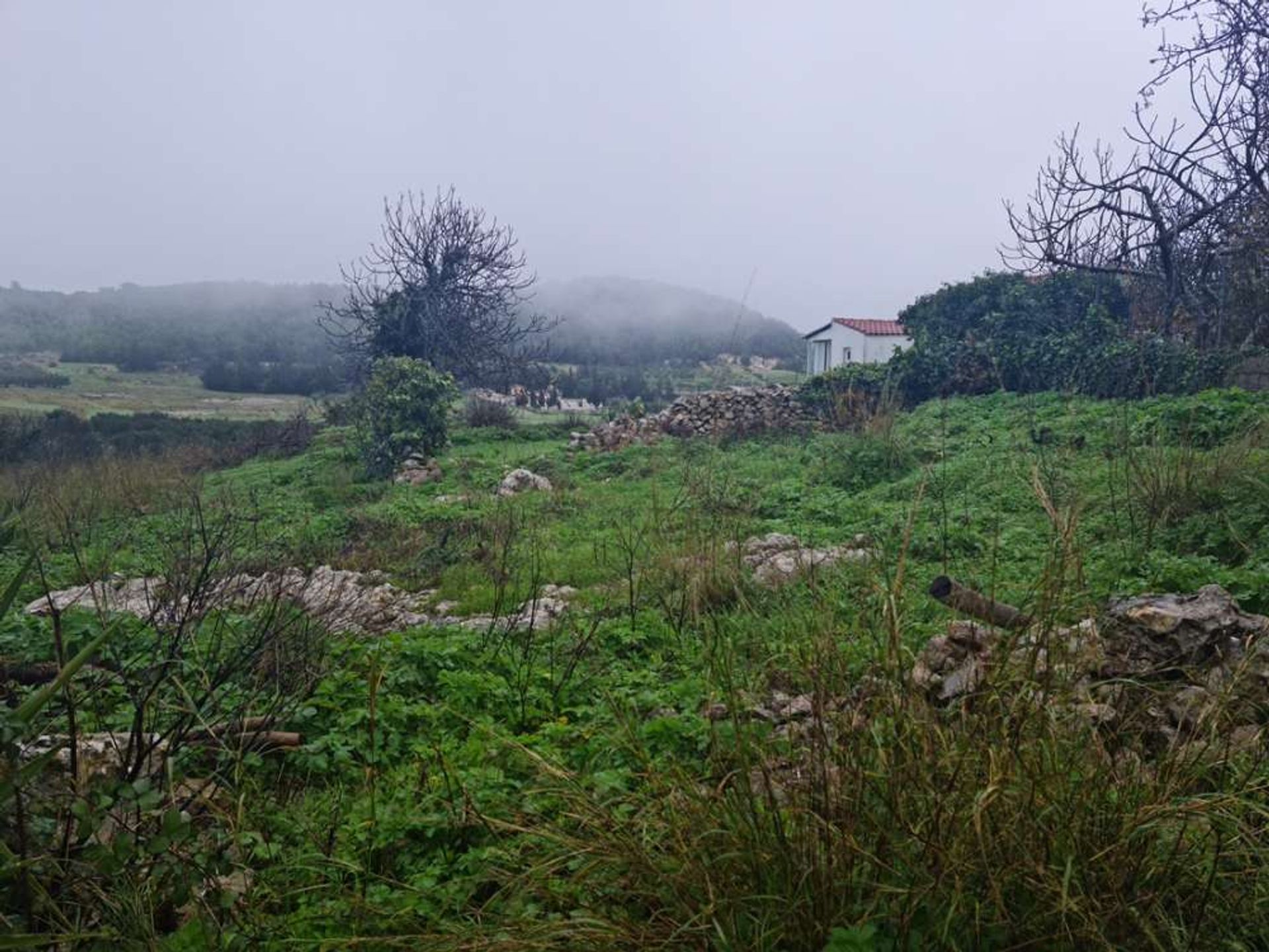 Tierra en bochalí, Jonia Nisia 10087686