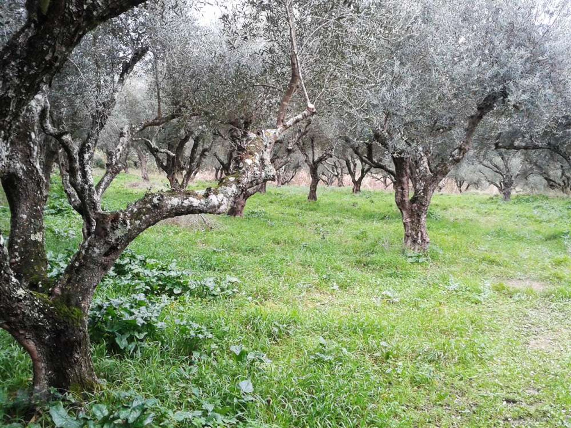 الأرض في Zakynthos, Zakinthos 10087690