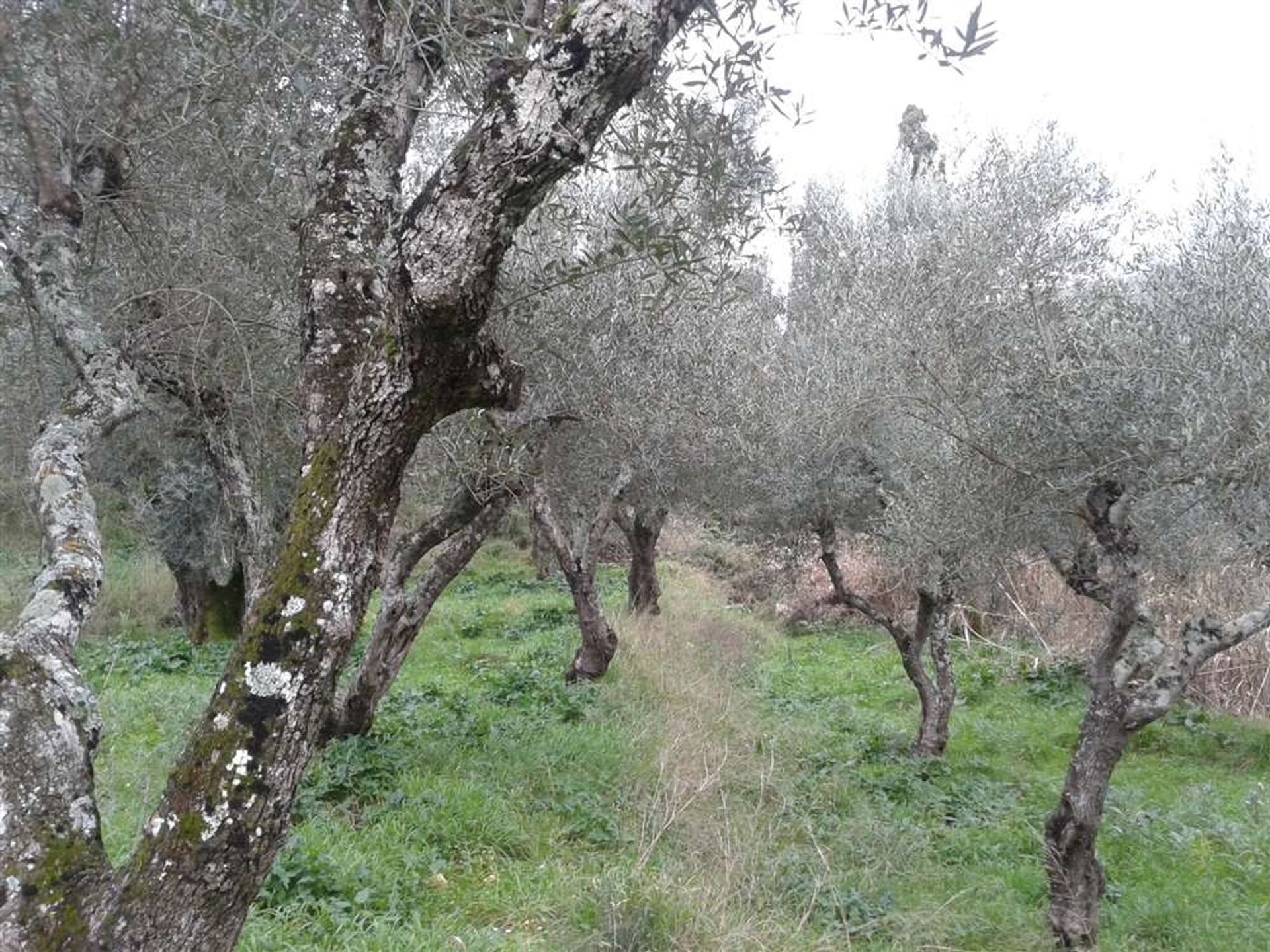 土地 在 Zakynthos, Zakinthos 10087690