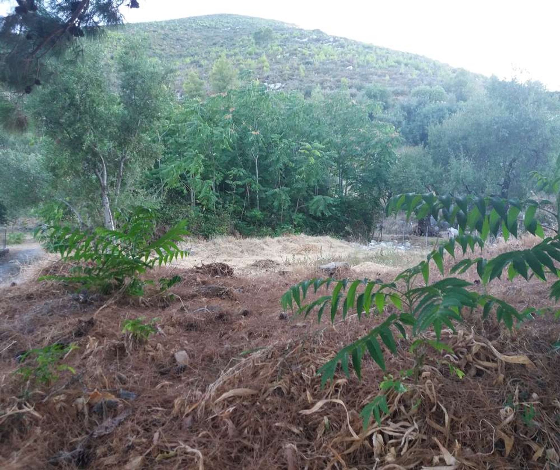 Land in Zakynthos, Zakinthos 10087691