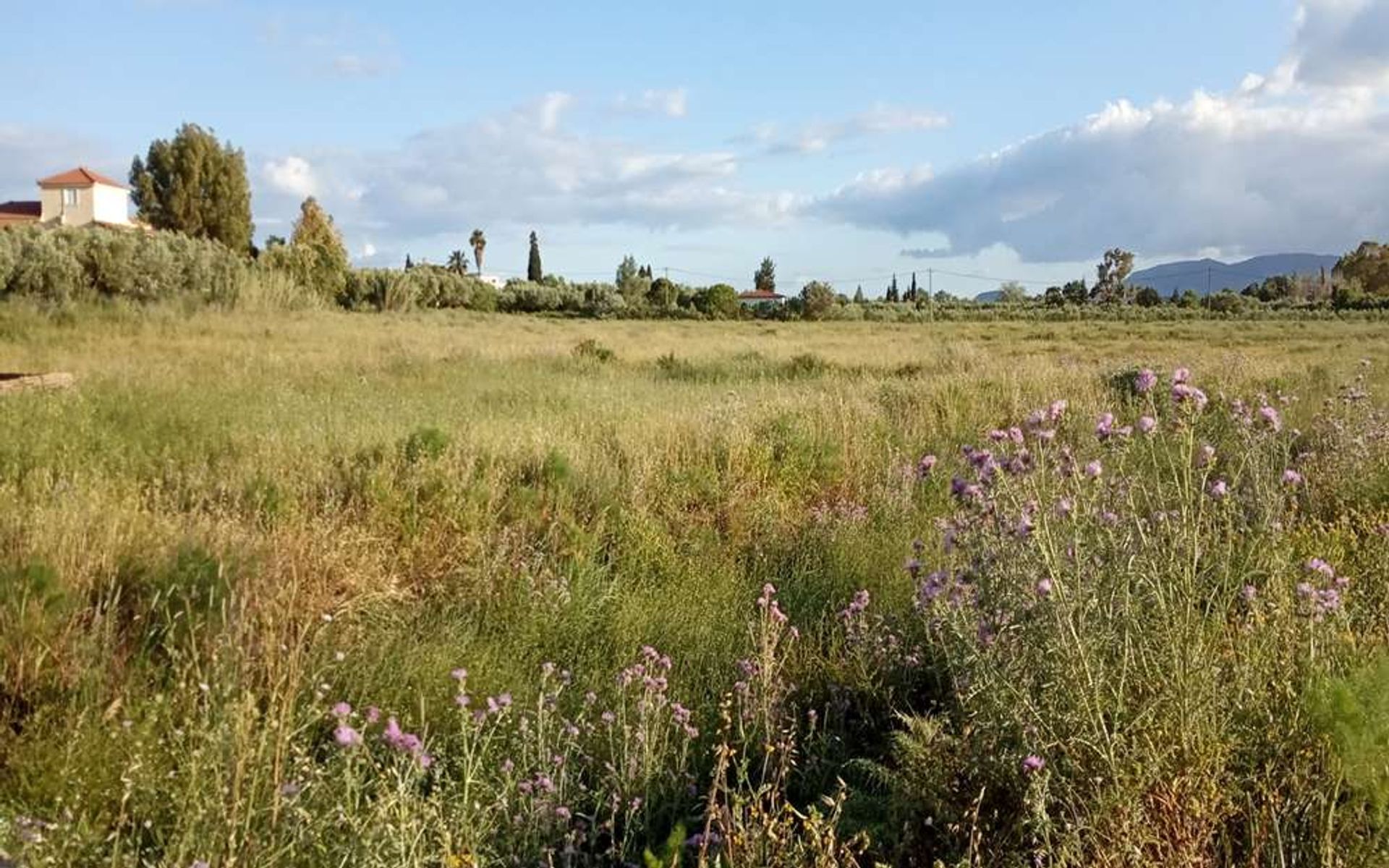 Tierra en bochalí, Jonia Nisia 10087692