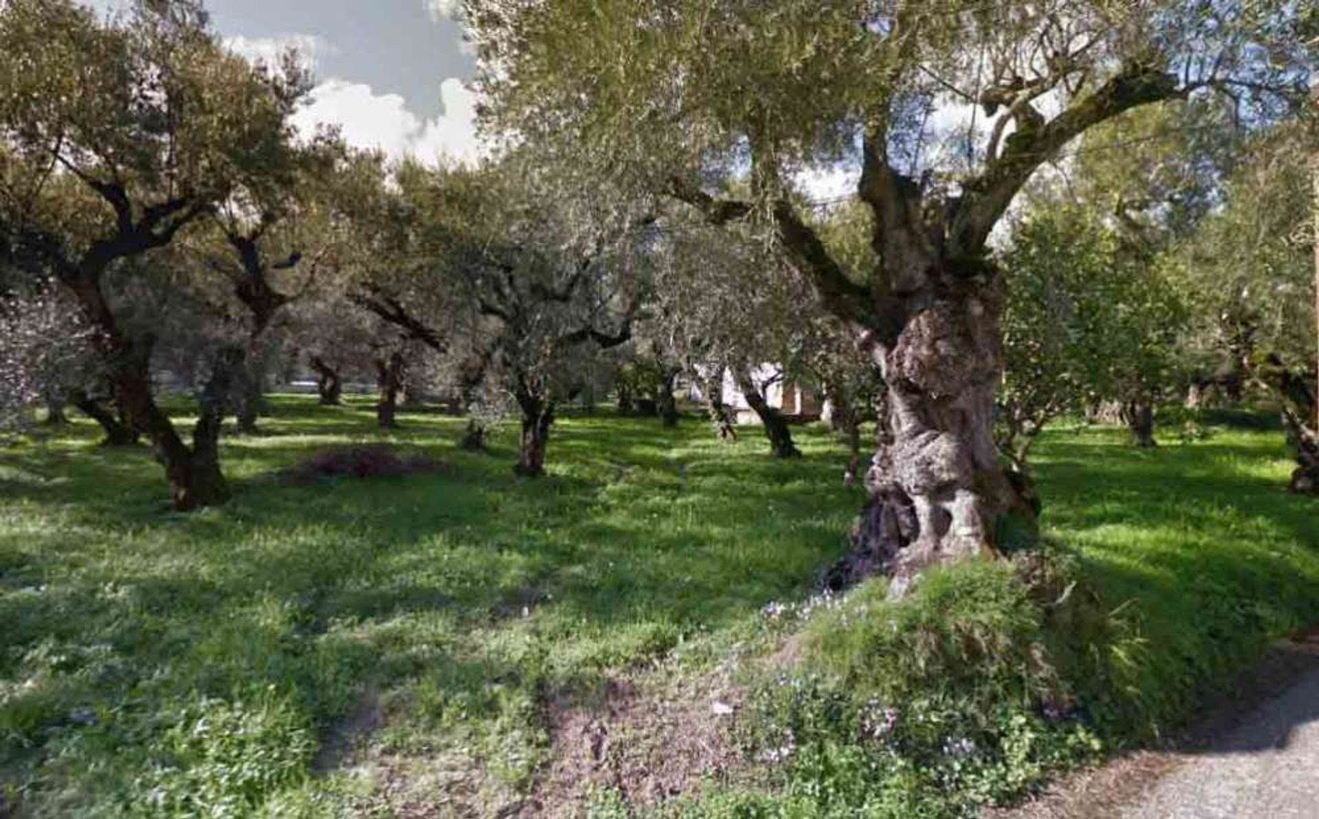 ארץ ב Zakynthos, Zakinthos 10087693