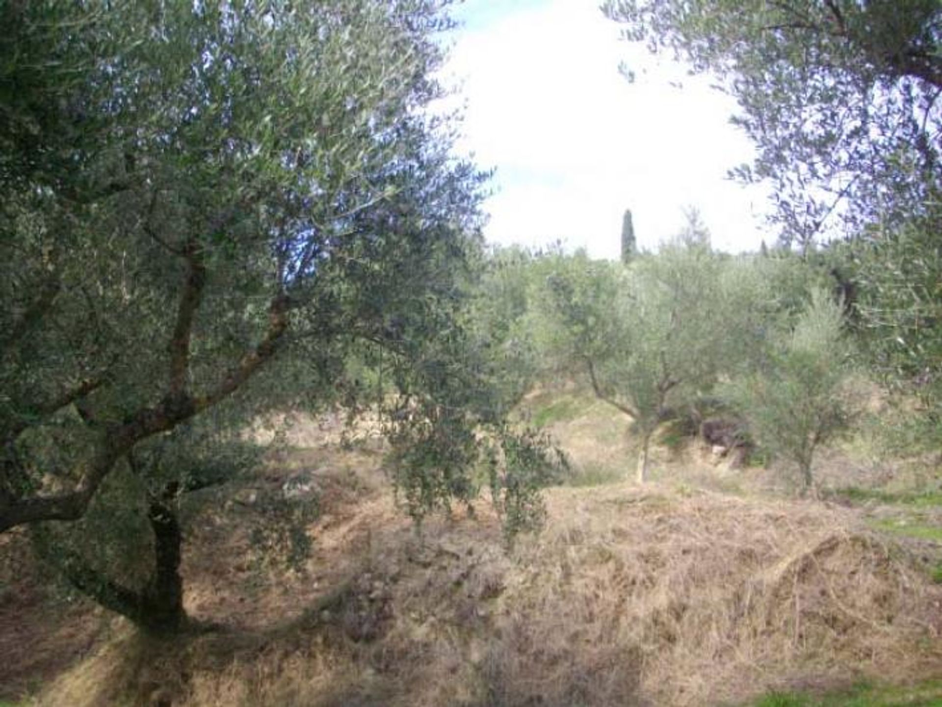 Land in Kalipado, Ionië Nisia 10087697