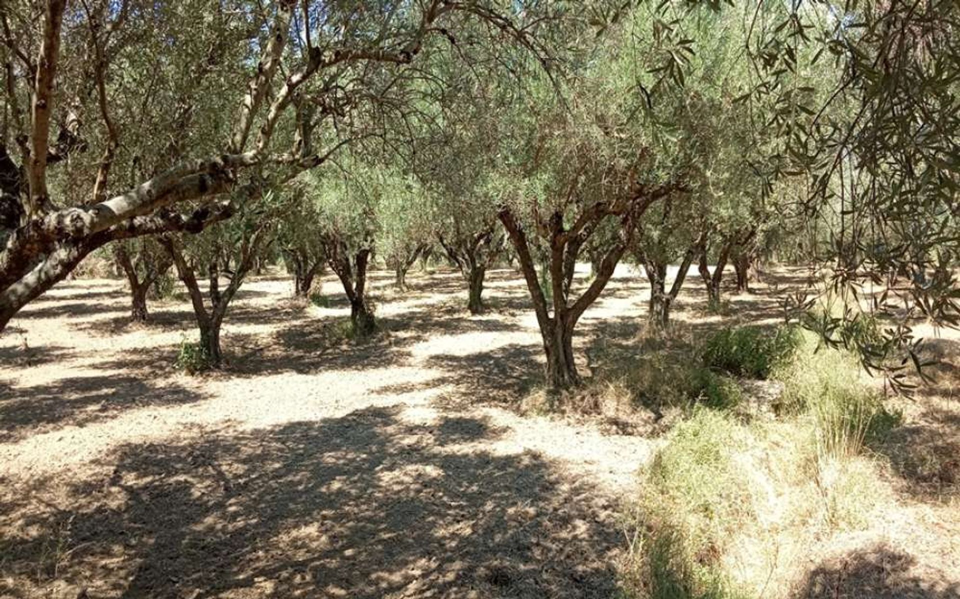 Tierra en Zakynthos, Zakinthos 10087709