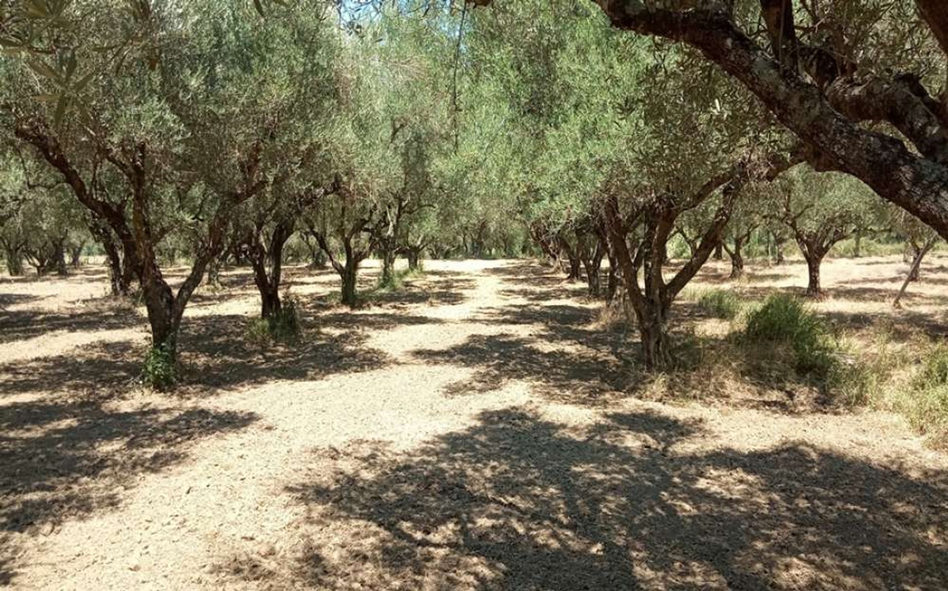 Tierra en bochalí, Jonia Nisia 10087709