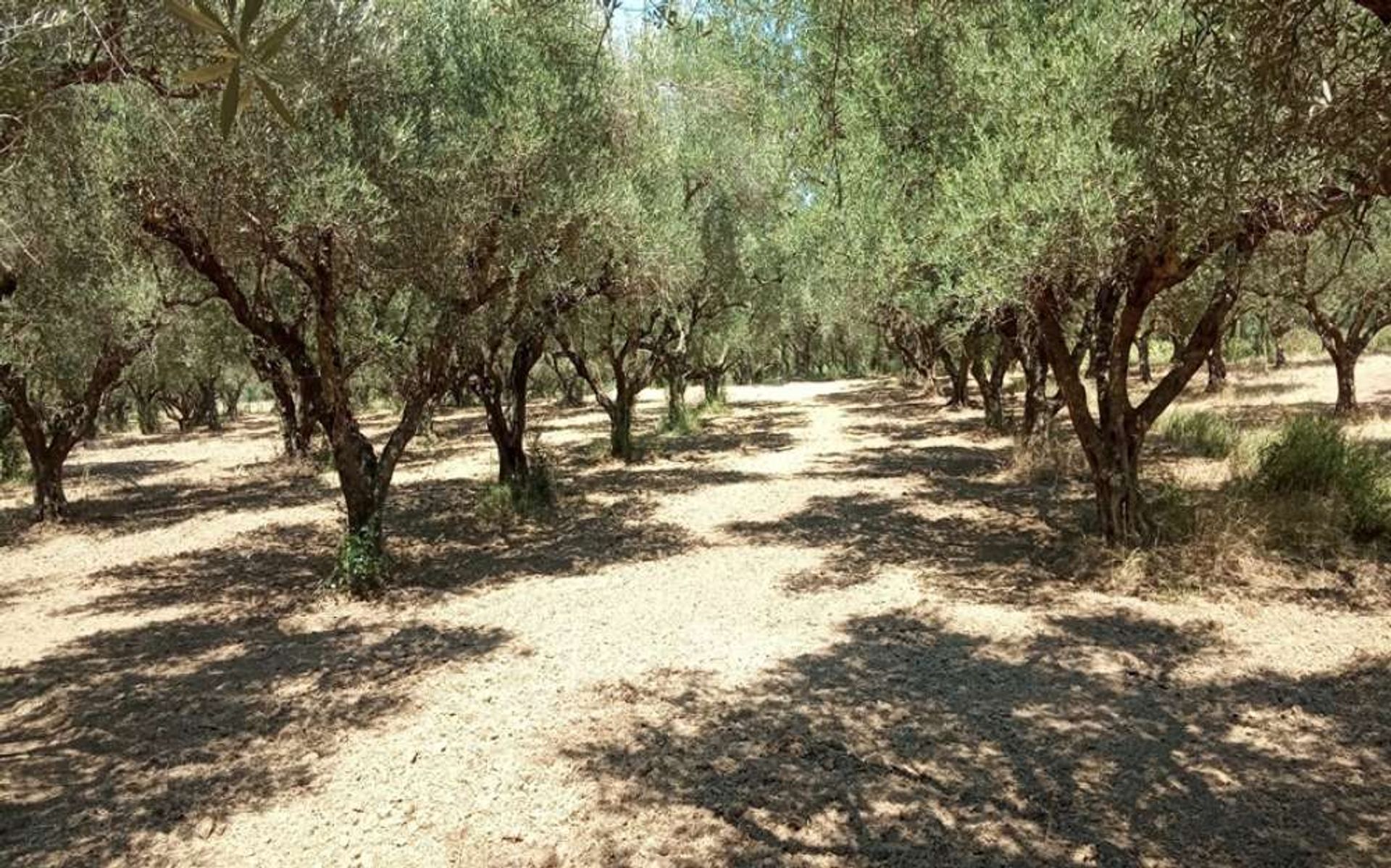 Tierra en bochalí, Jonia Nisia 10087709