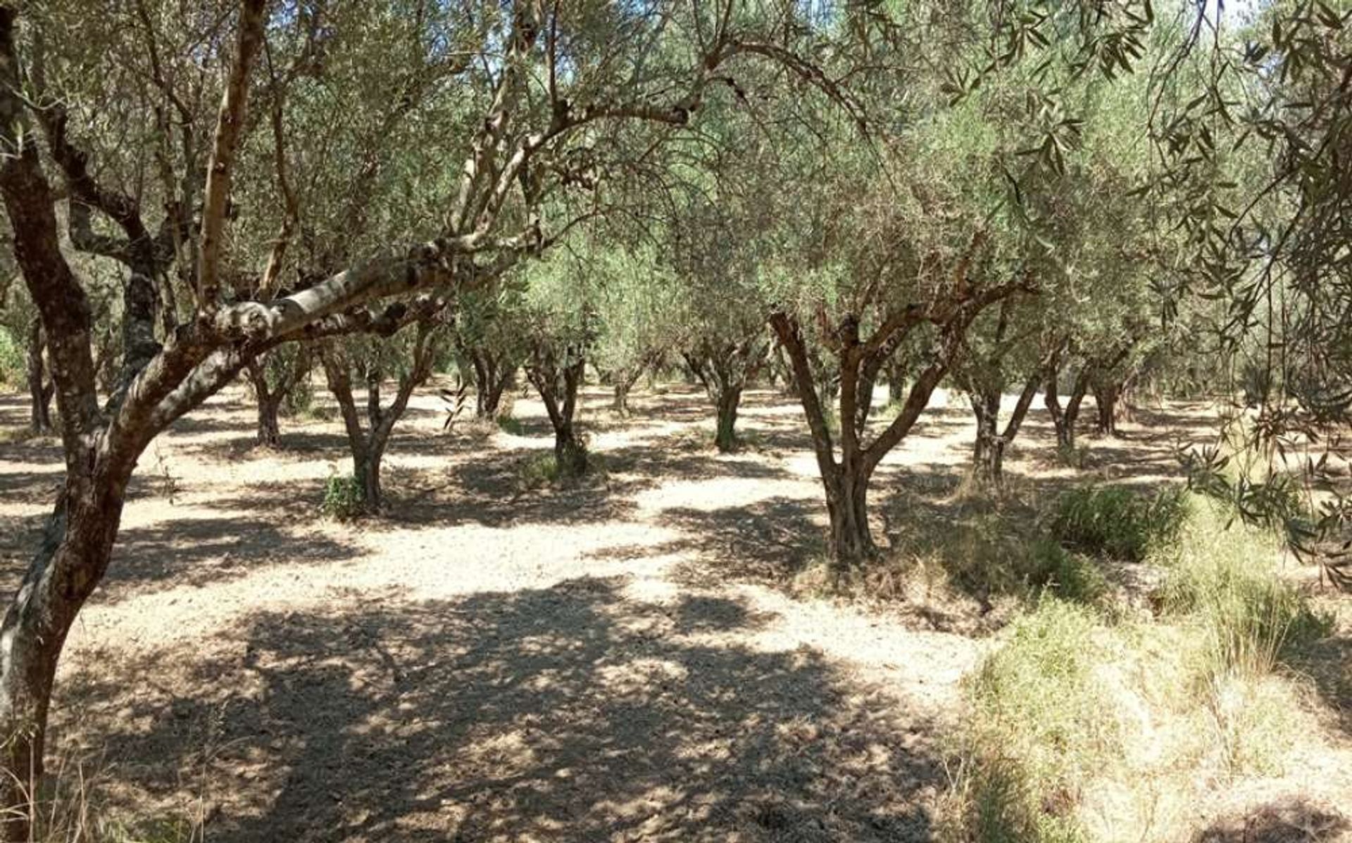 Tierra en Zakynthos, Zakinthos 10087709