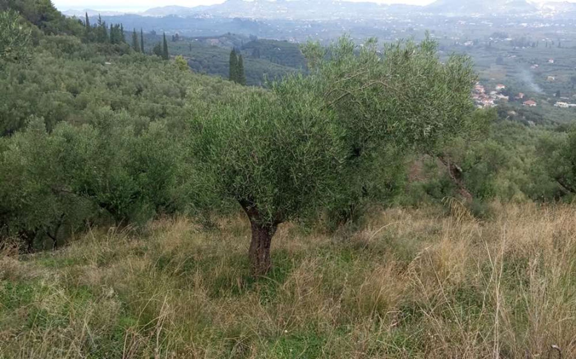 भूमि में Zakynthos, Zakinthos 10087715