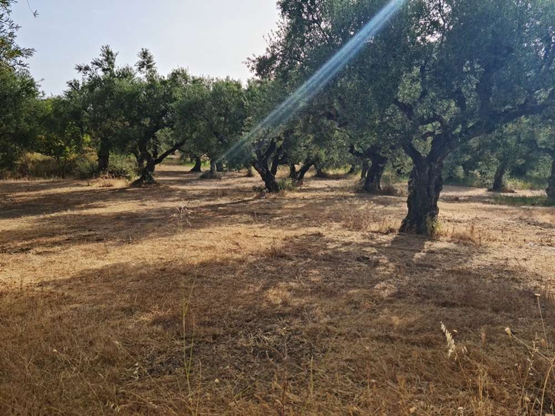 Земля в Zakynthos, Zakinthos 10087718