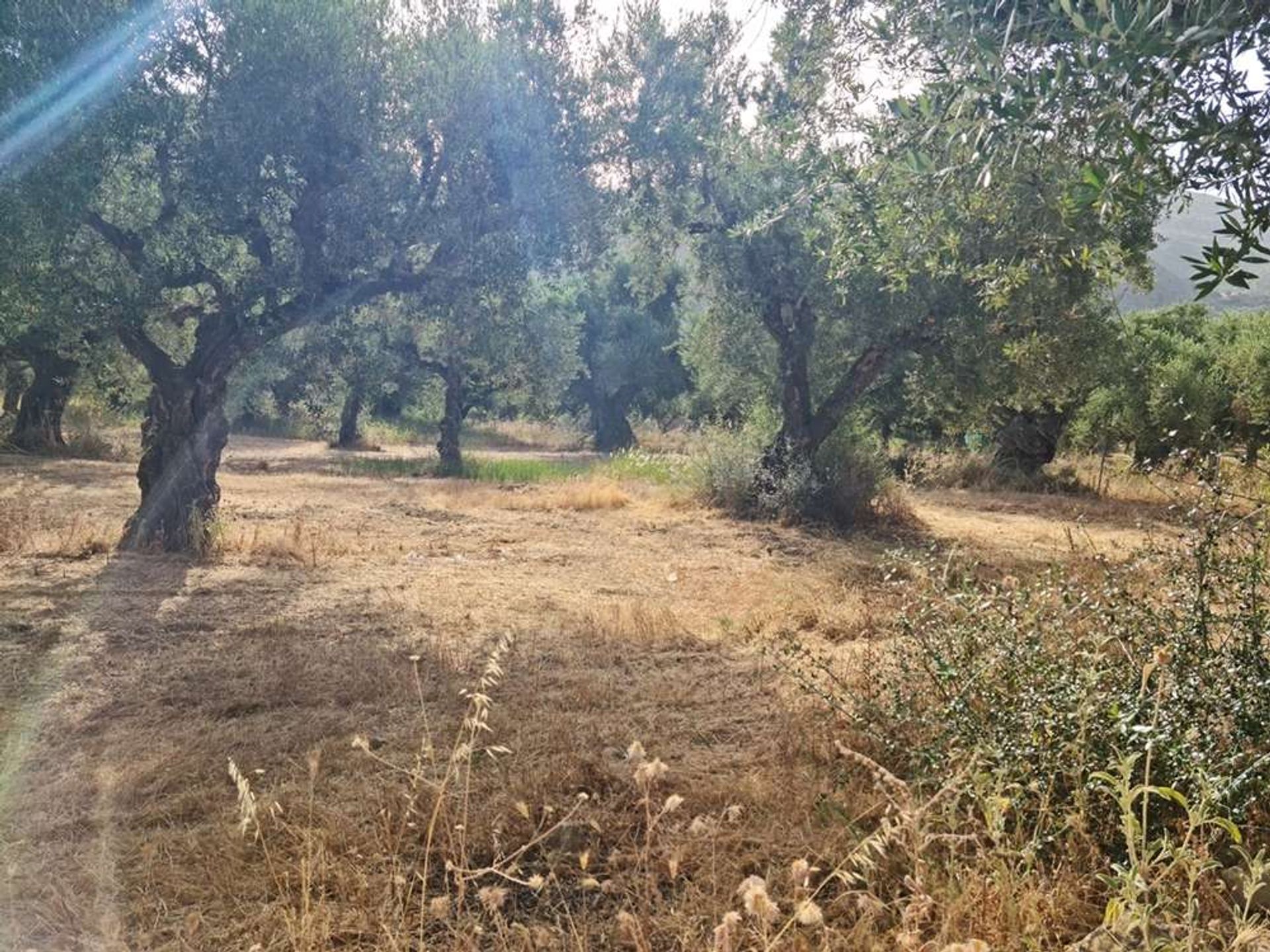 ארץ ב Zakynthos, Zakinthos 10087718