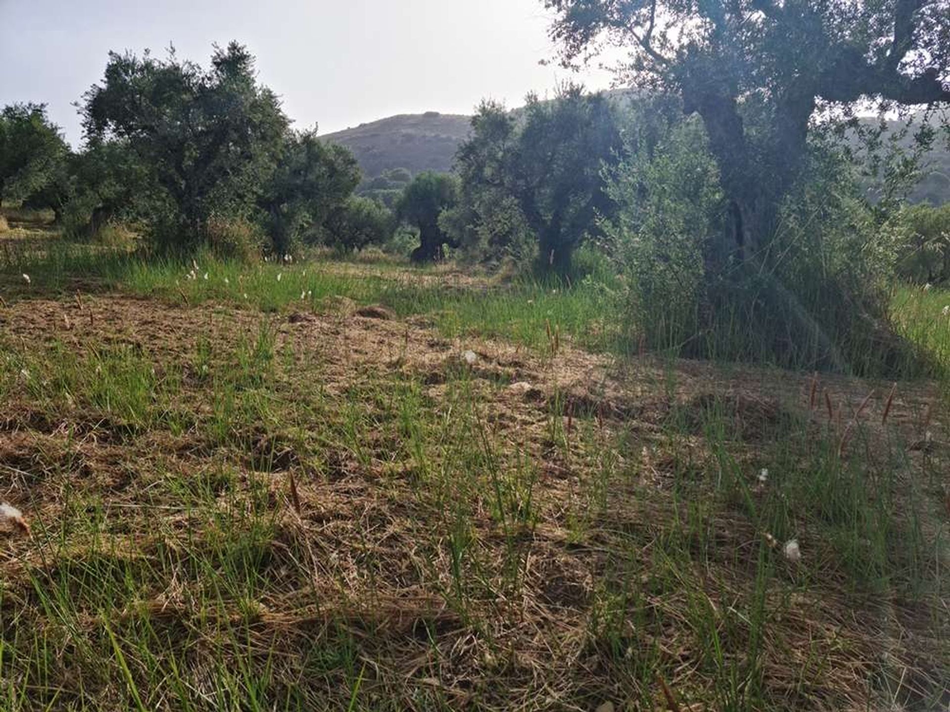 Land in Bochali, Ionia Nisia 10087718