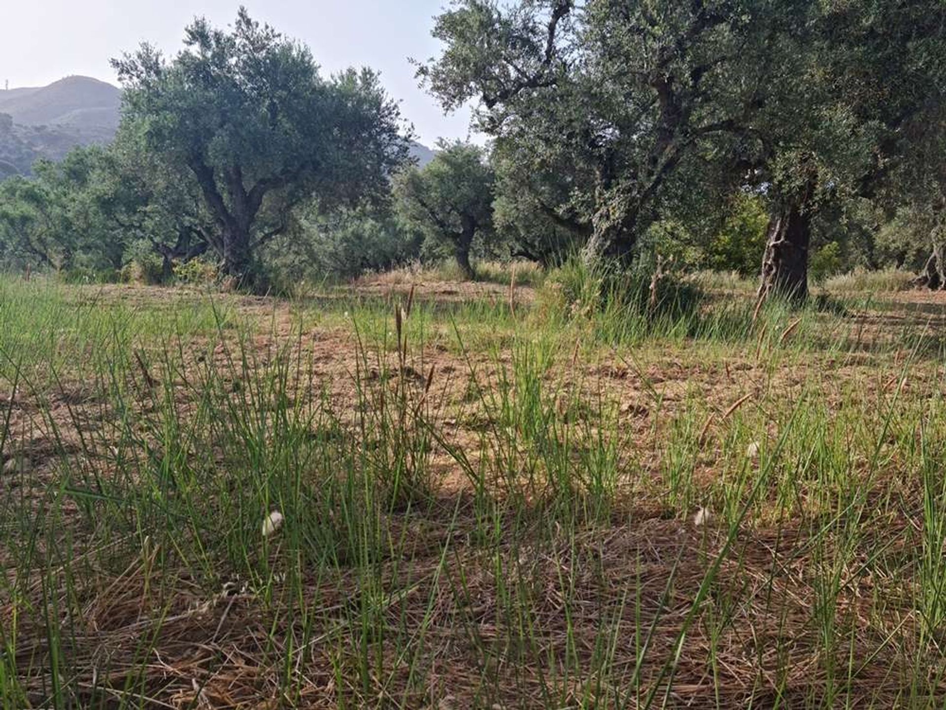 Land in Bochali, Ionia Nisia 10087718