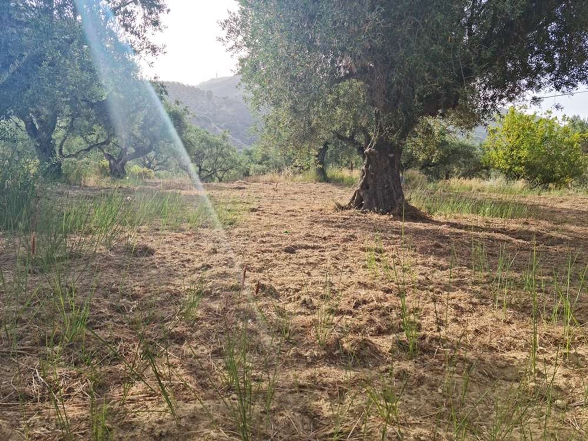 Terre dans Zakynthos, Zakinthos 10087718